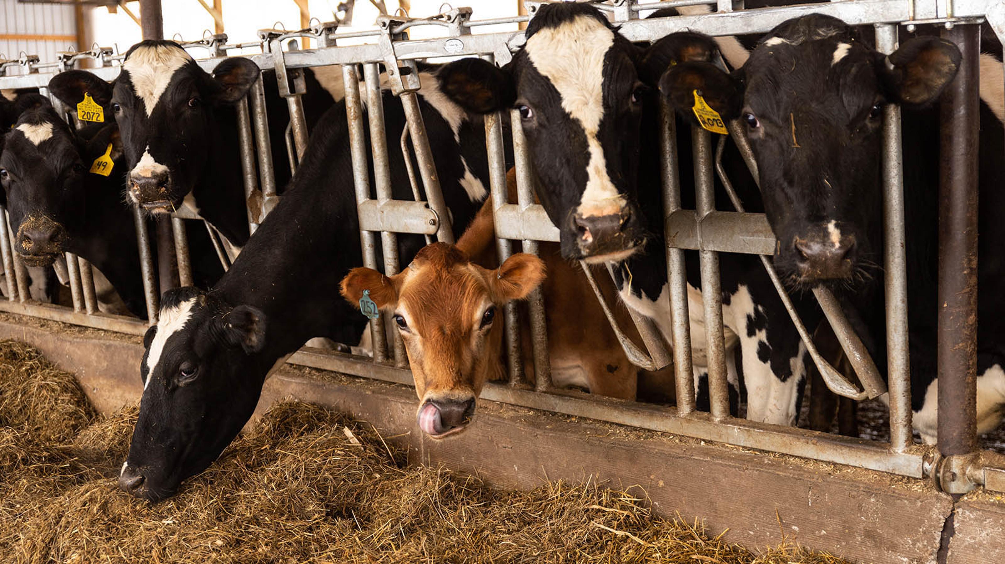 A Jersey cow licks her nose while looking out from a group of larger Holsteins eating piles of hay.