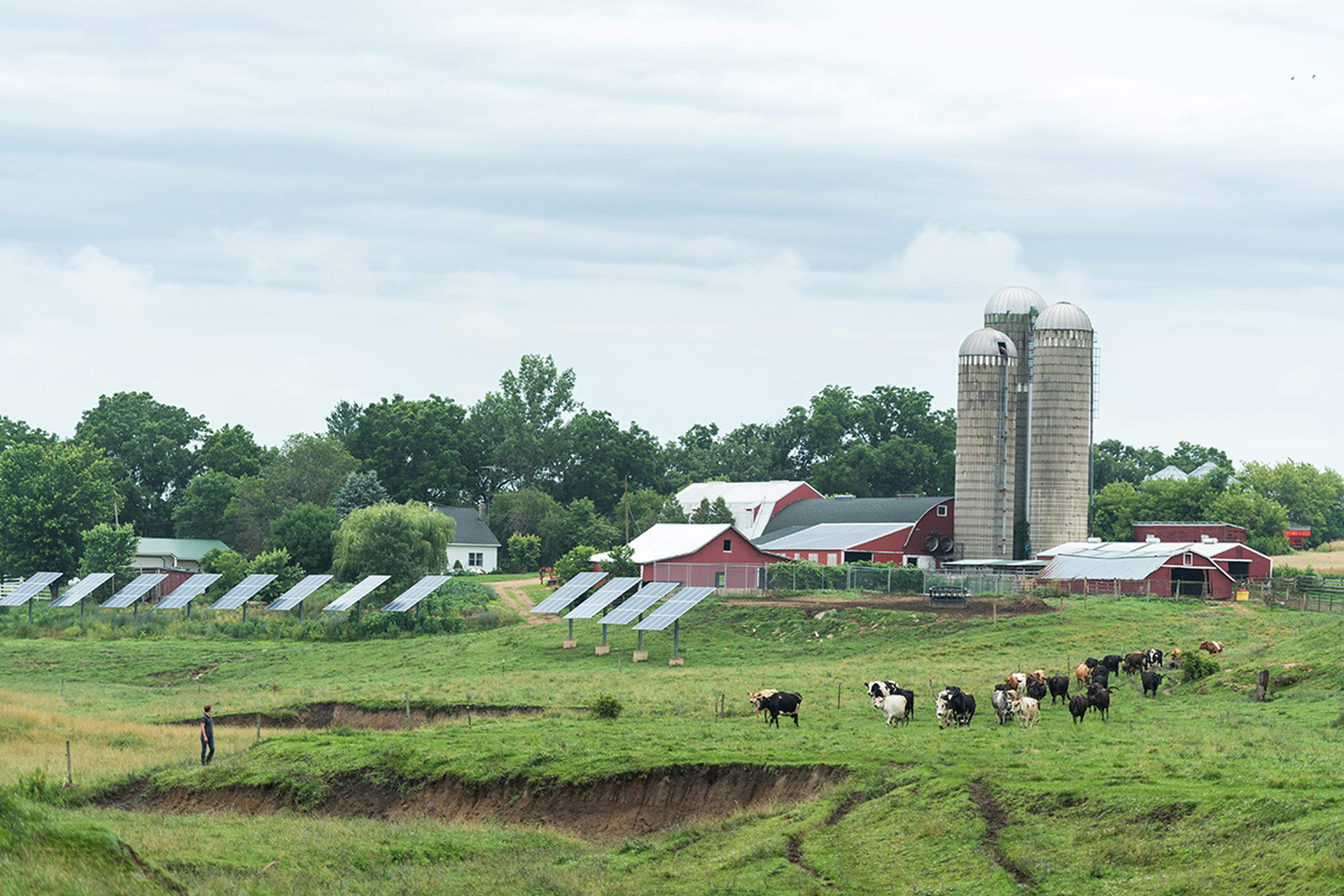 A view of cows on pasture with a line of solar panels in the background and a farm with red barns and silos behind that. 