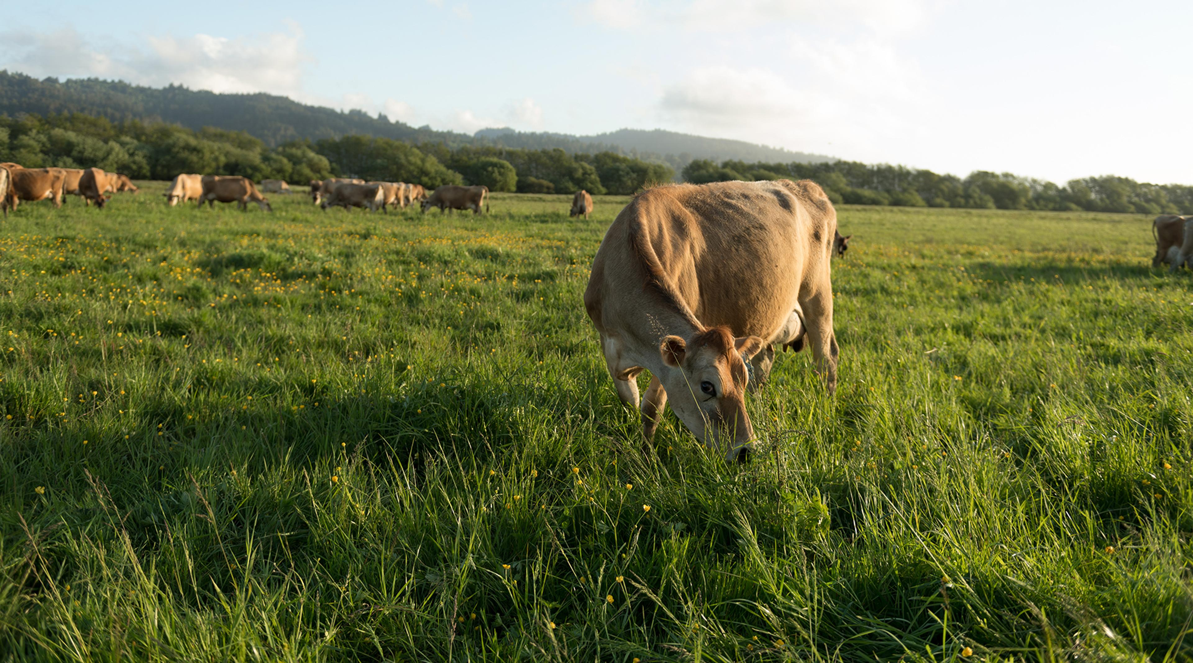 Cow grazing in lush pasture.