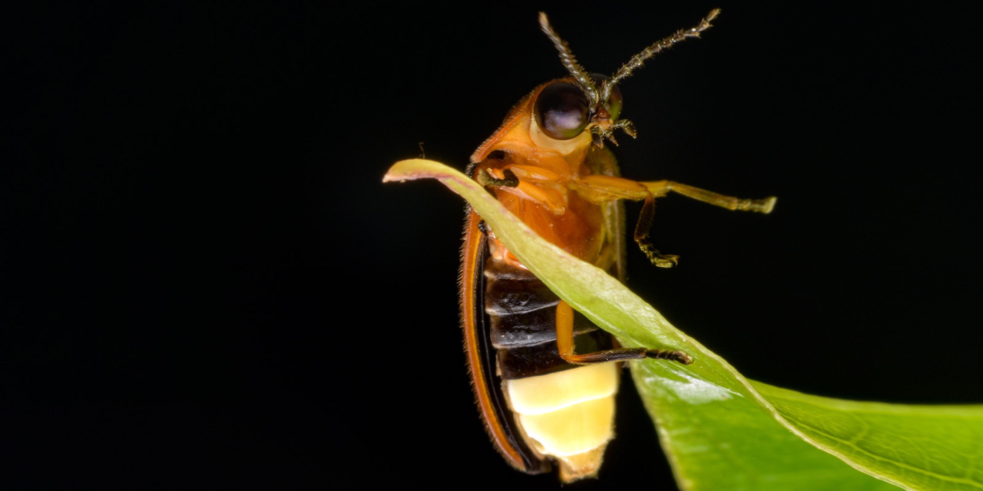 A close up of a lightning bug on a leaf.