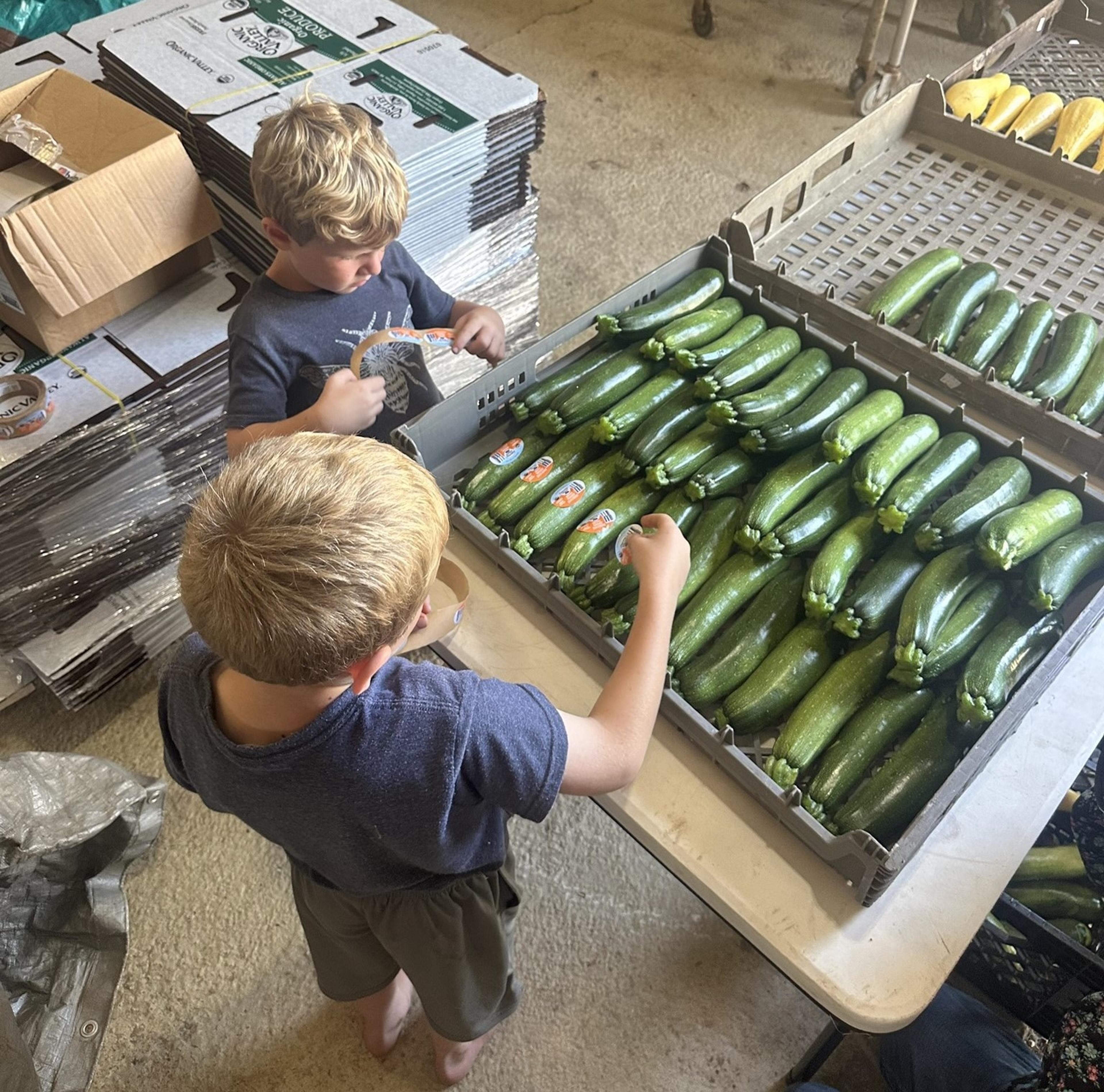 “Stickering” zucchini 