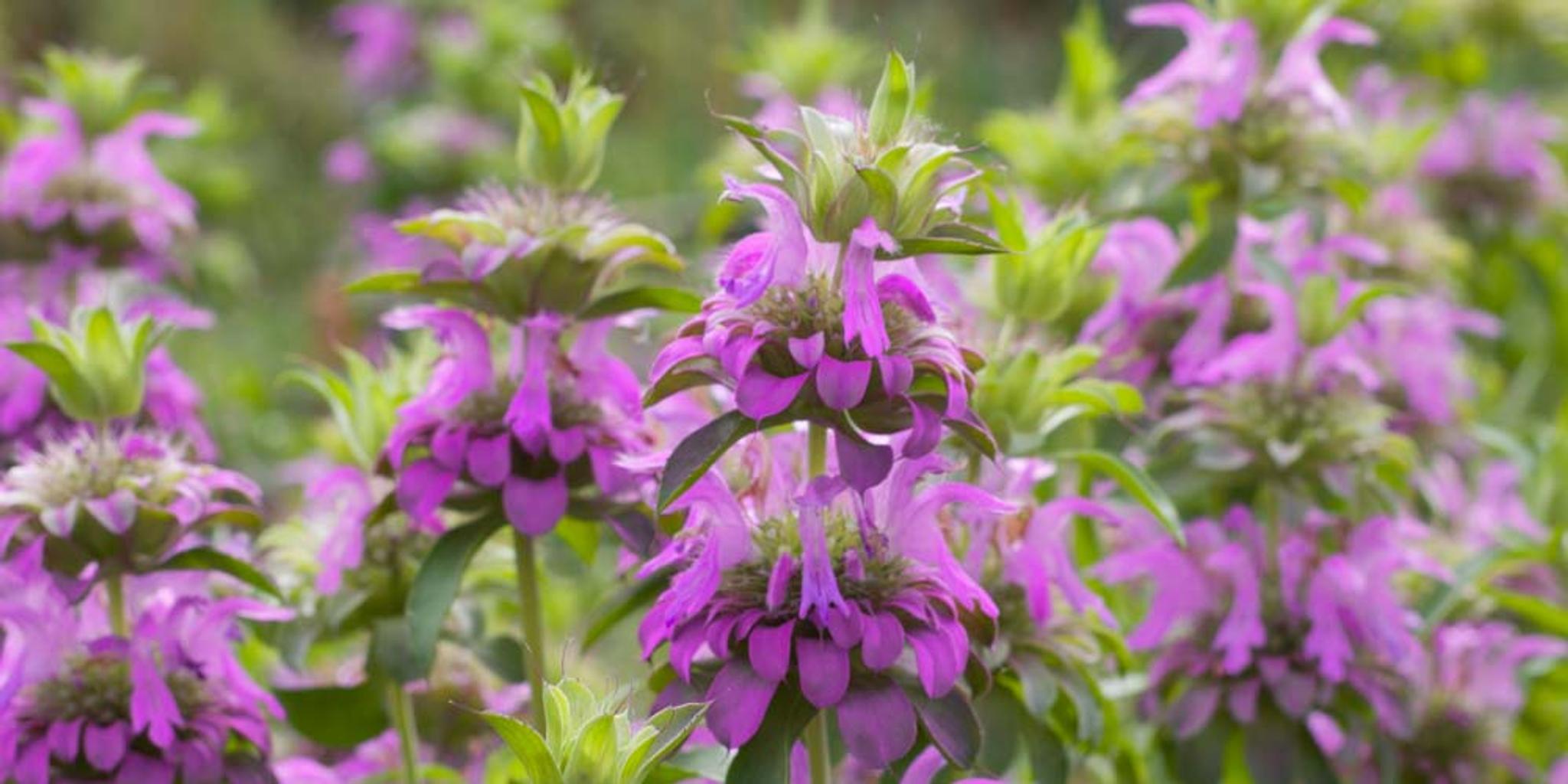 Close-up image of lemon beebalm plants.