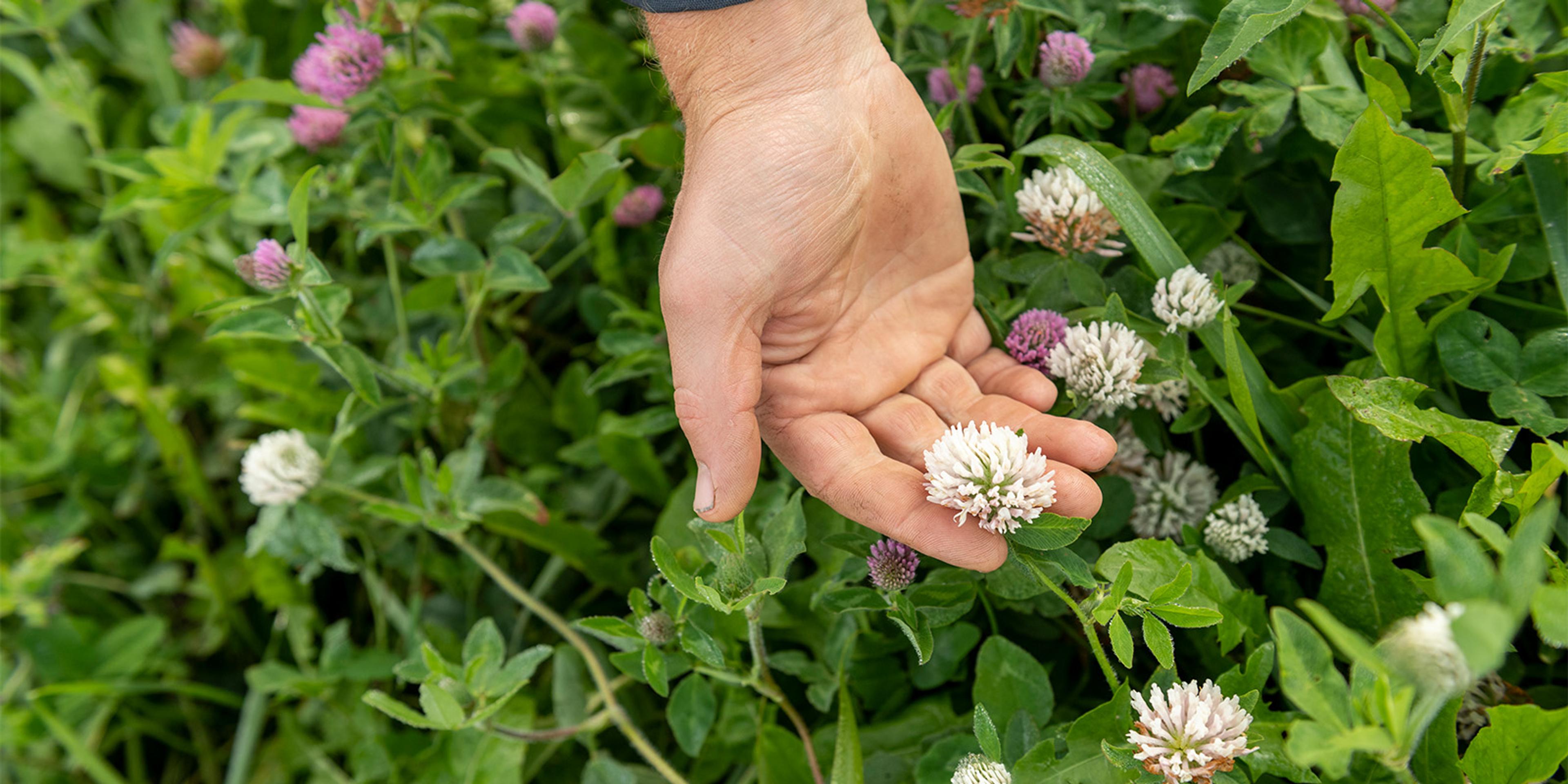 White and red clover at the Johnson family farm in Wisconsin.