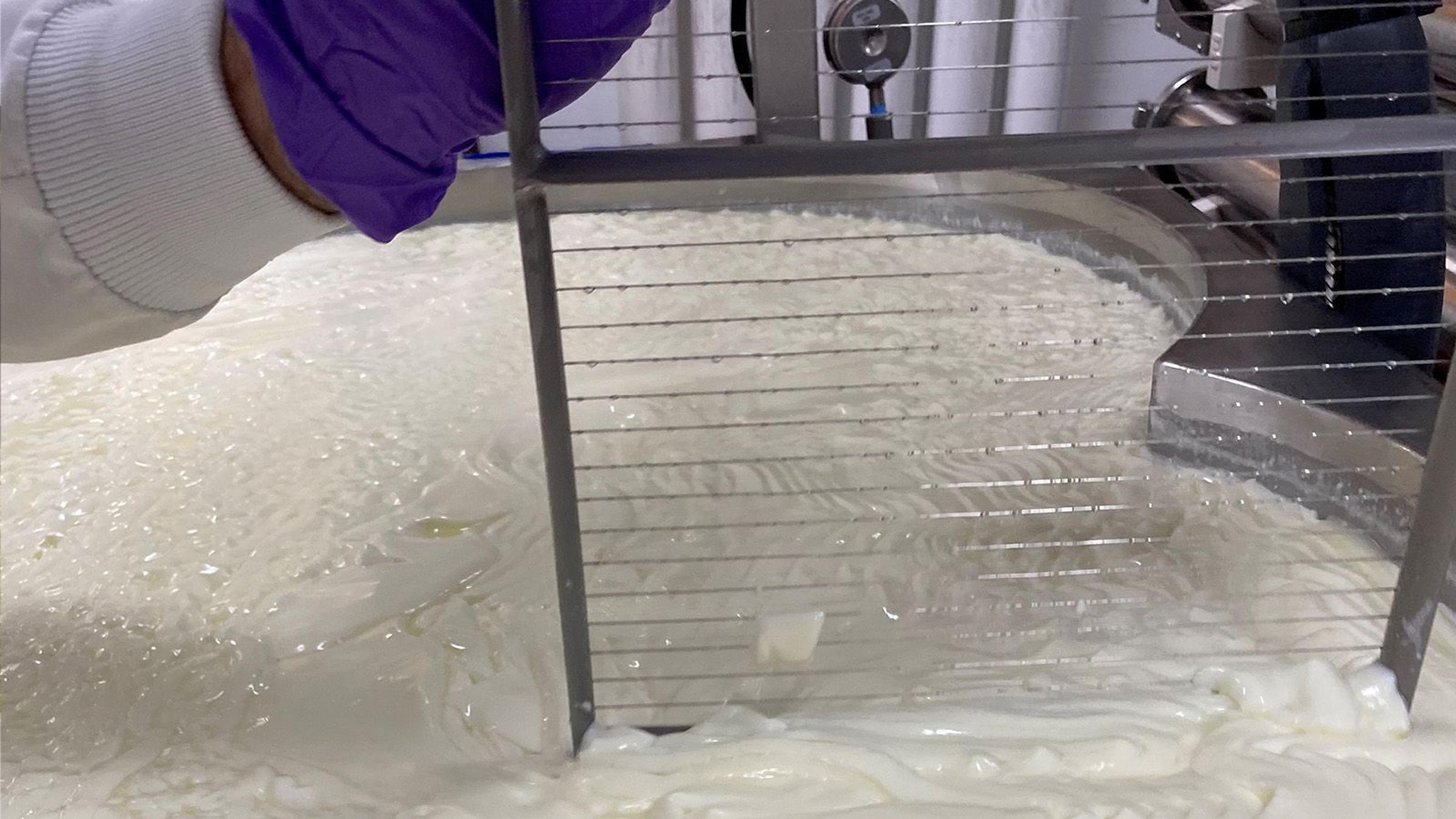 A large batch of cheese being strained.