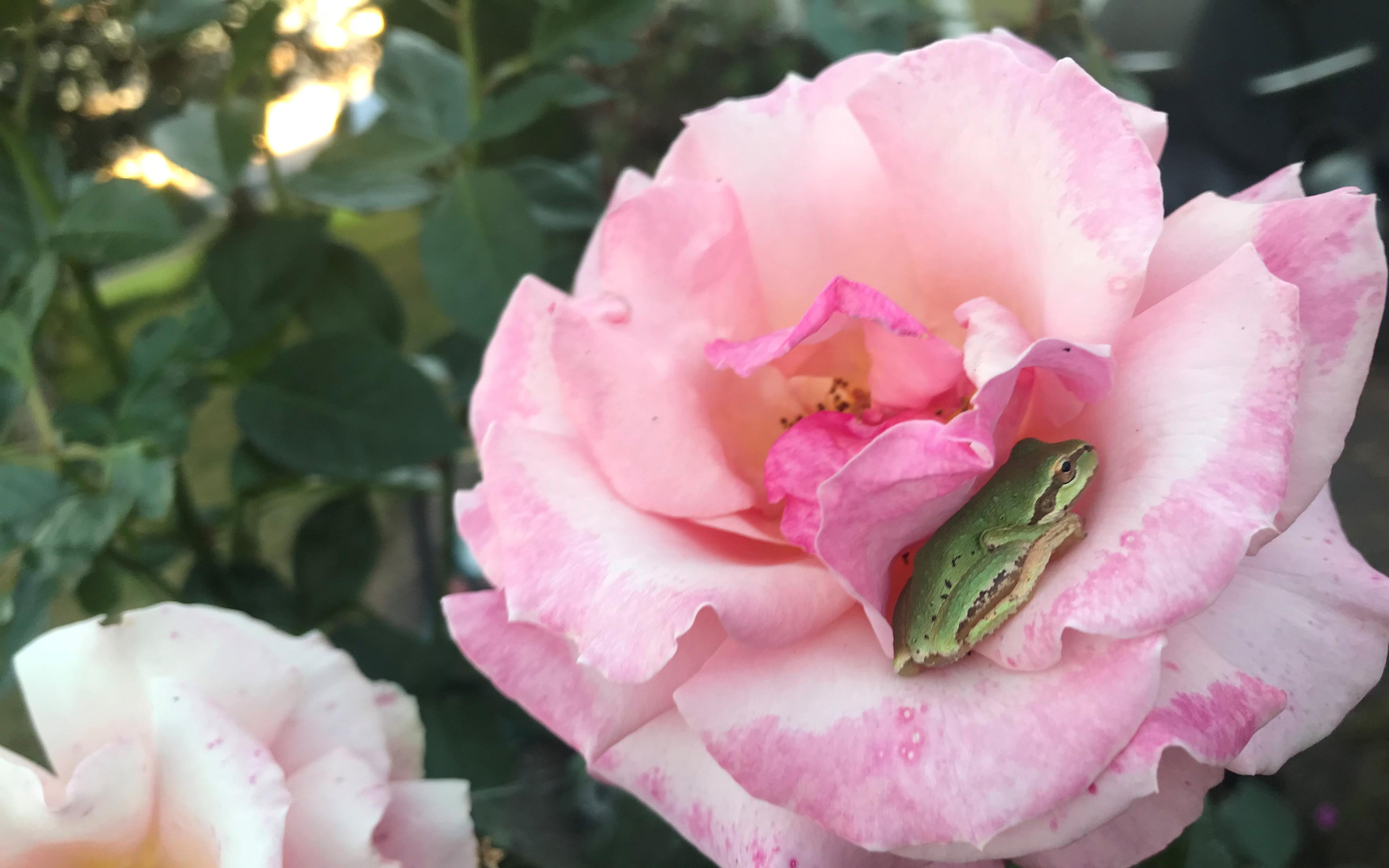 A frog finds a home in a rose at the Bansen farm.