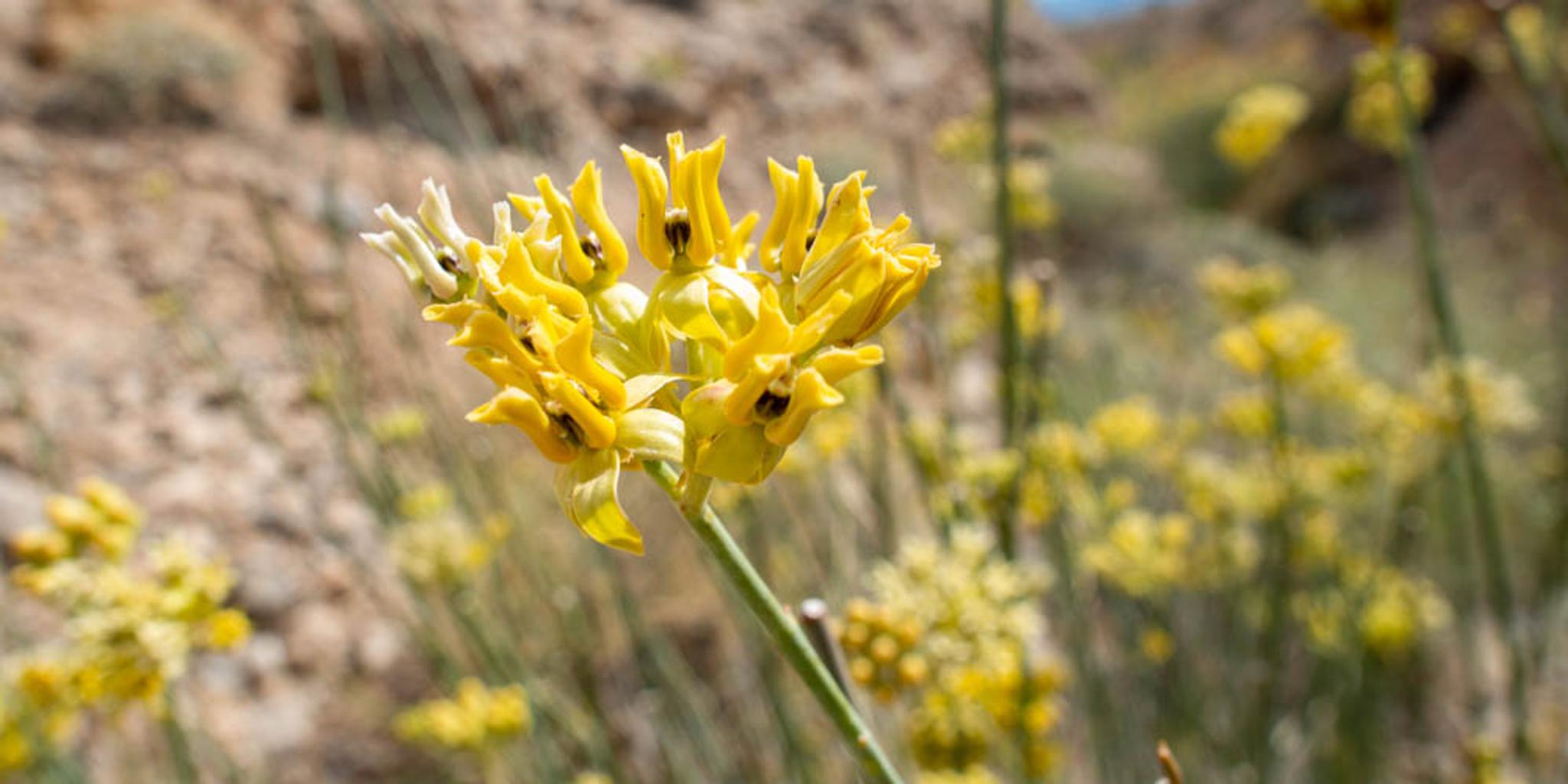Desert milkweed shown in a dry, rocky landscape.