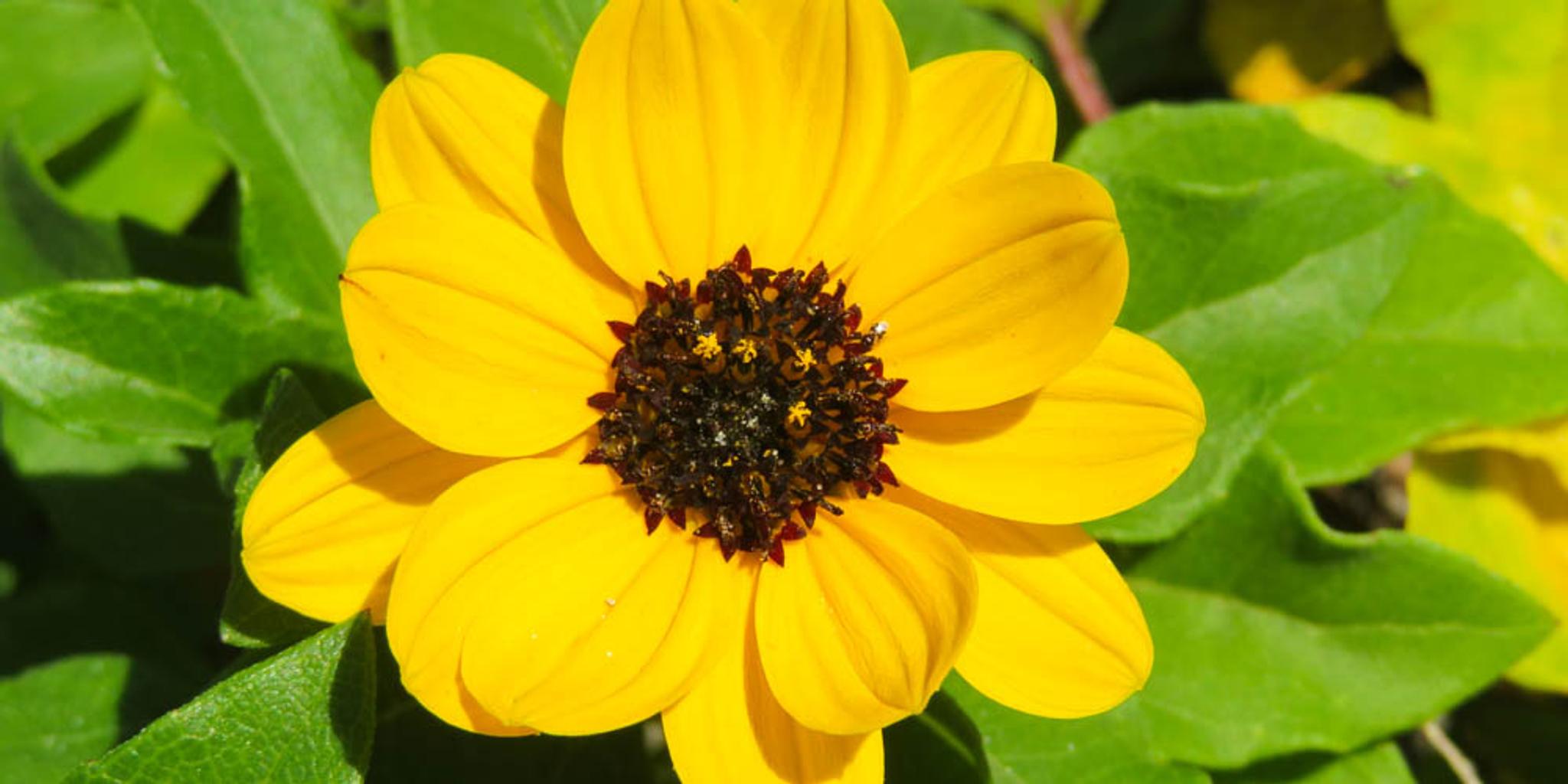 A bright yellow sunflower reaches toward the blue sky.