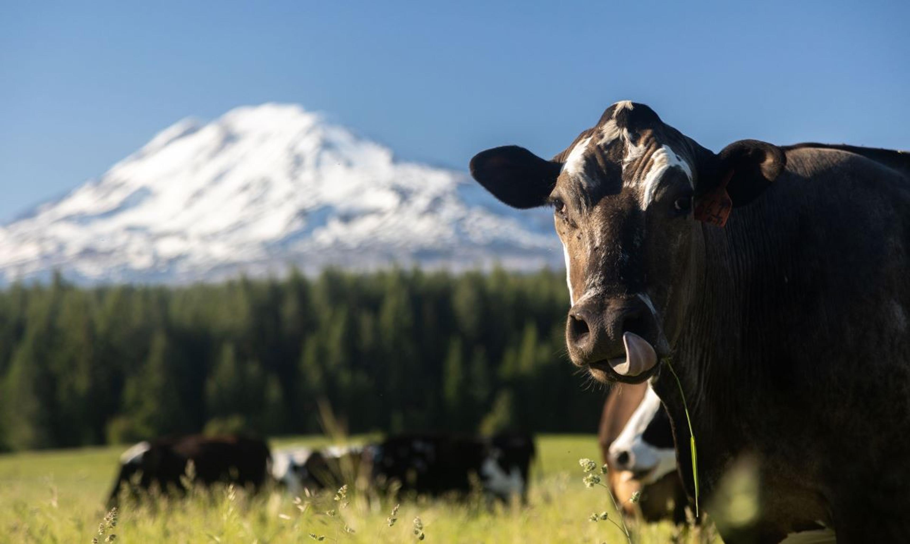 Cow graze on greens on organic pasture on an organic dairy farm in Washington with a snow-capped mountain behind them.