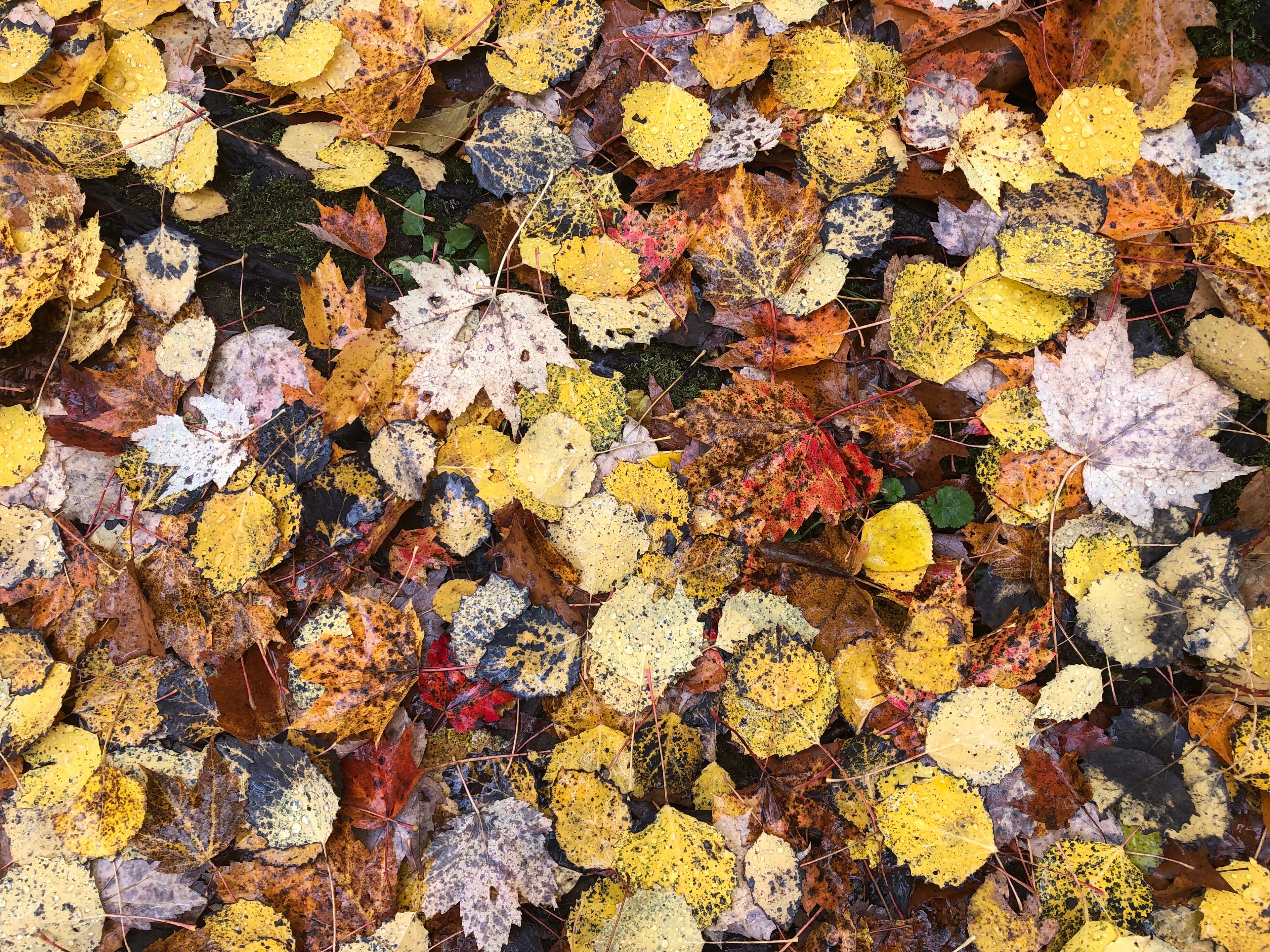 A kaleidoscope of leaves on the ground.