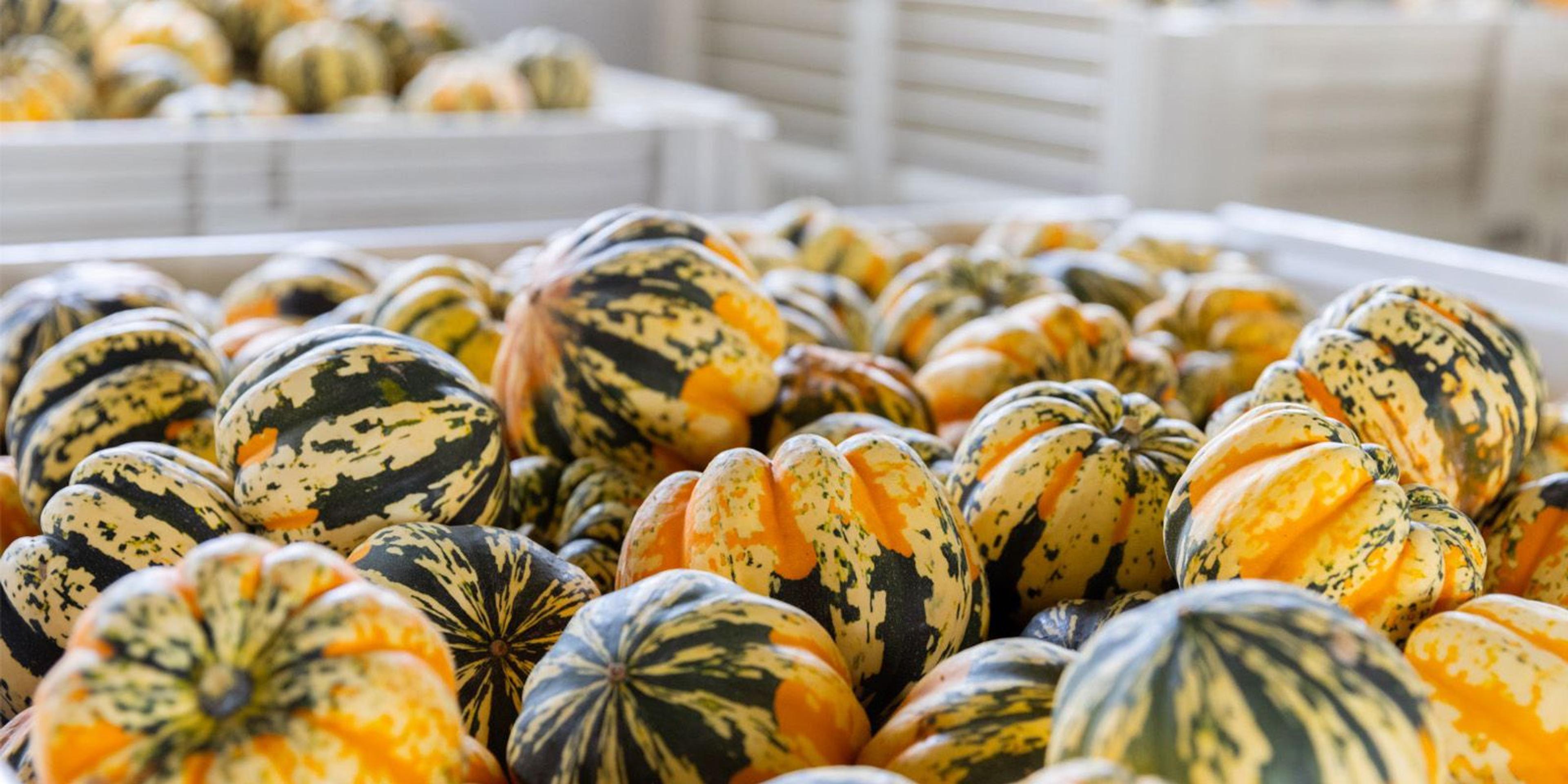 A bin of fresh carnival squash ready for delivery at an organic farm in Wisconsin.