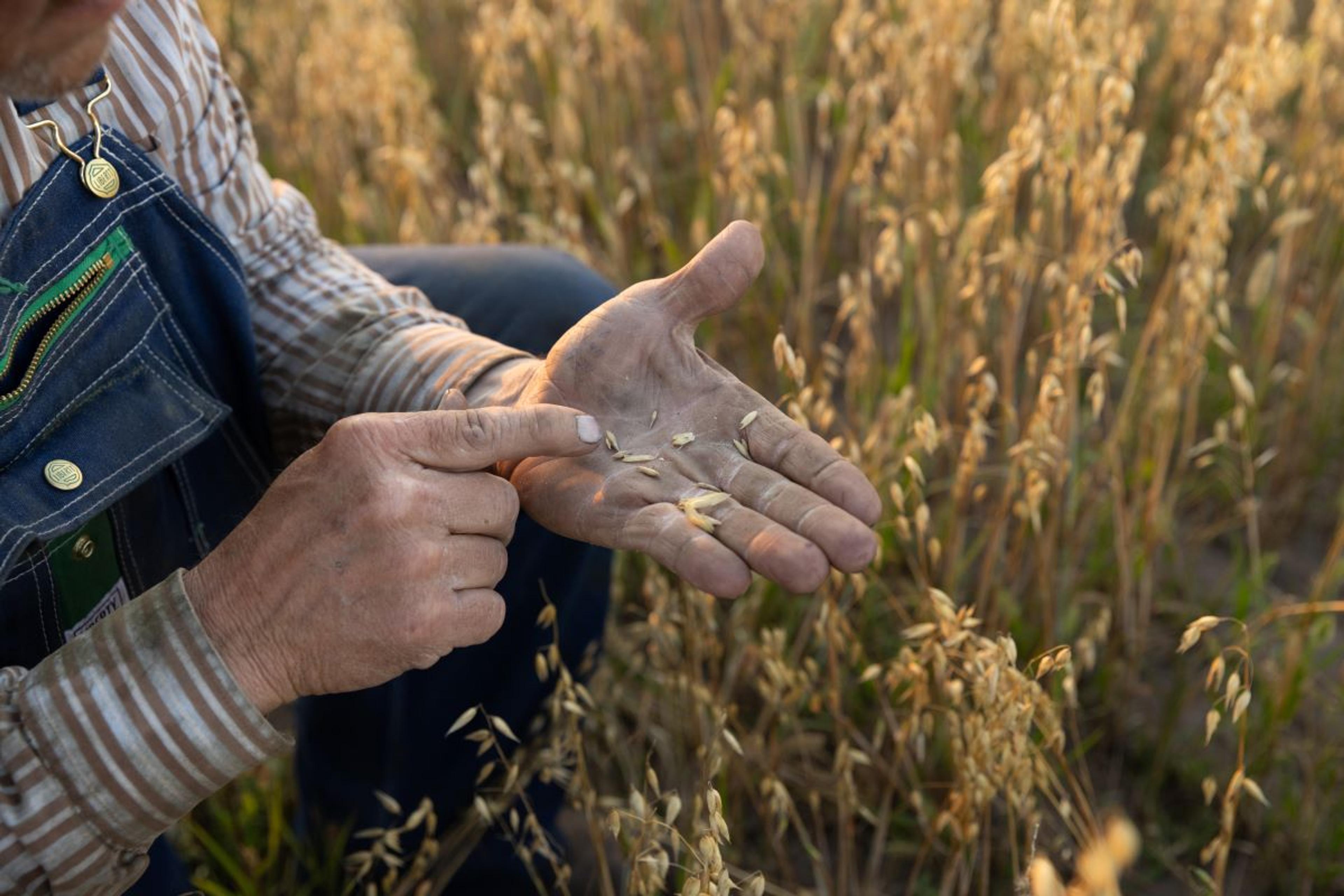 A Midwest farmer points to oat kernels. 