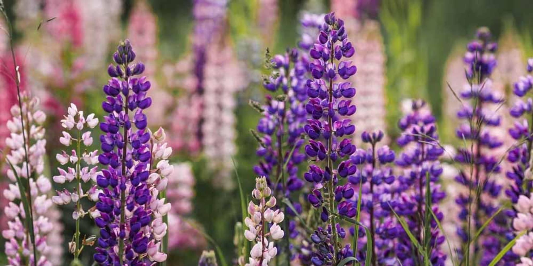 A variety of lupine plants blooming in a spring meadow.