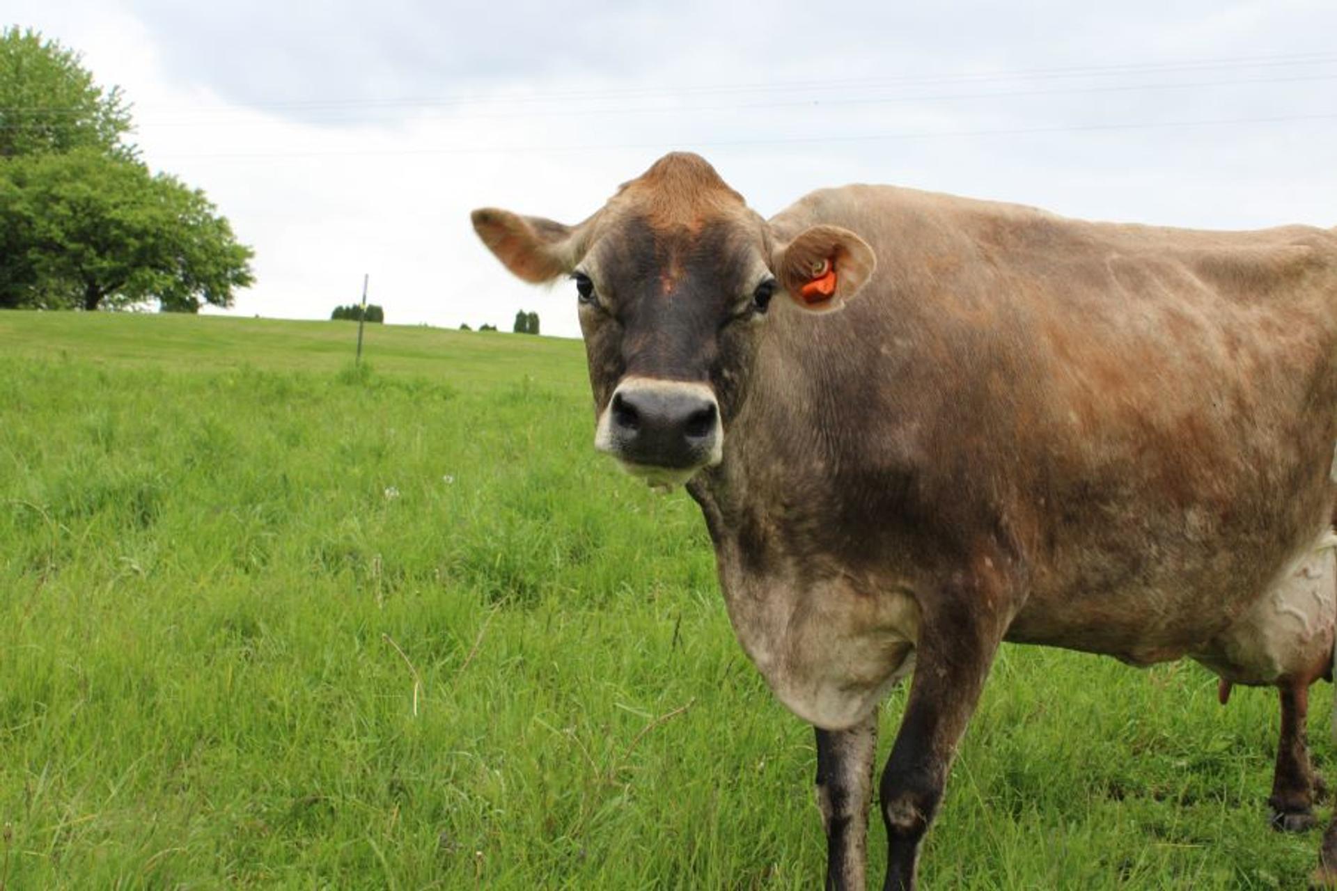 Hazel a Jersey cow in the rain.