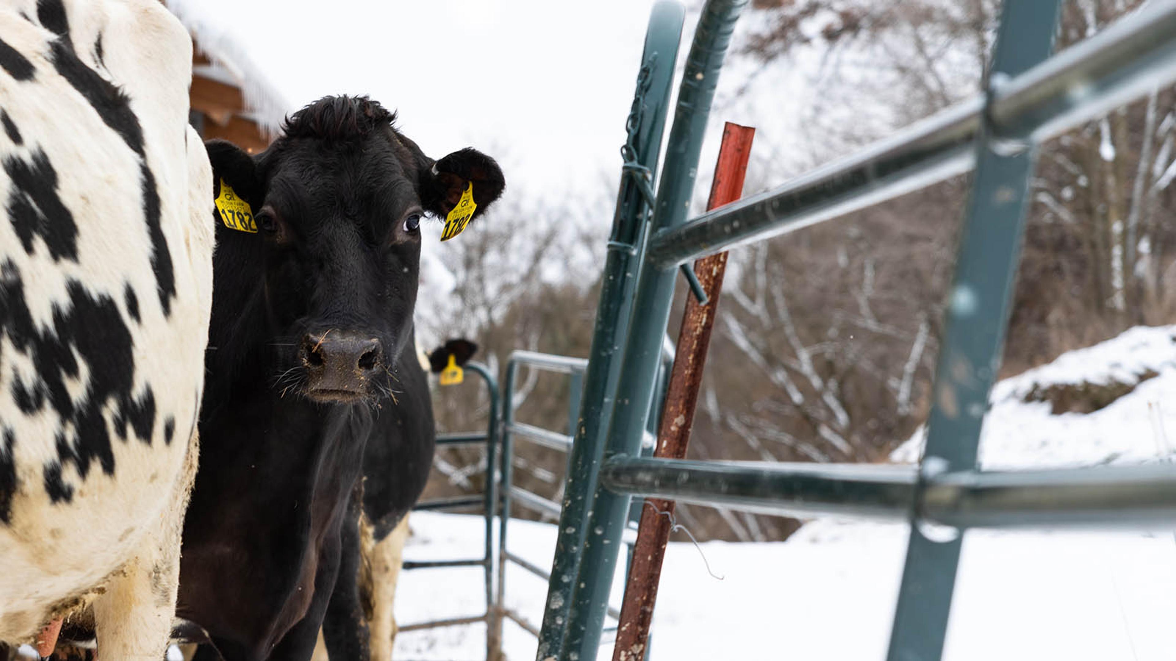 A black cow looks right into the camera on her way out to the paddock.