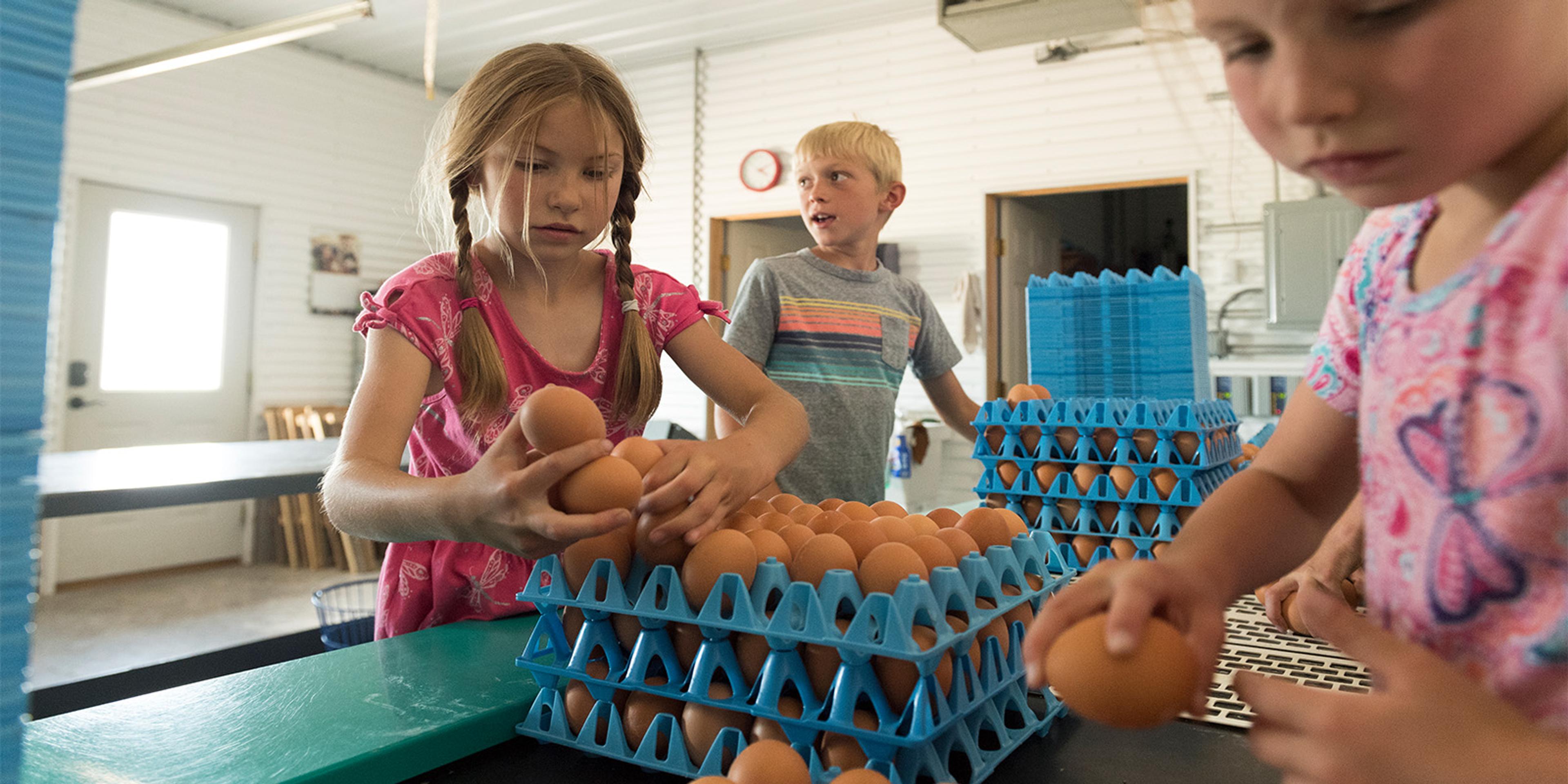 Yost family members put eggs in crates on their Organic Valley farm in Colorado.