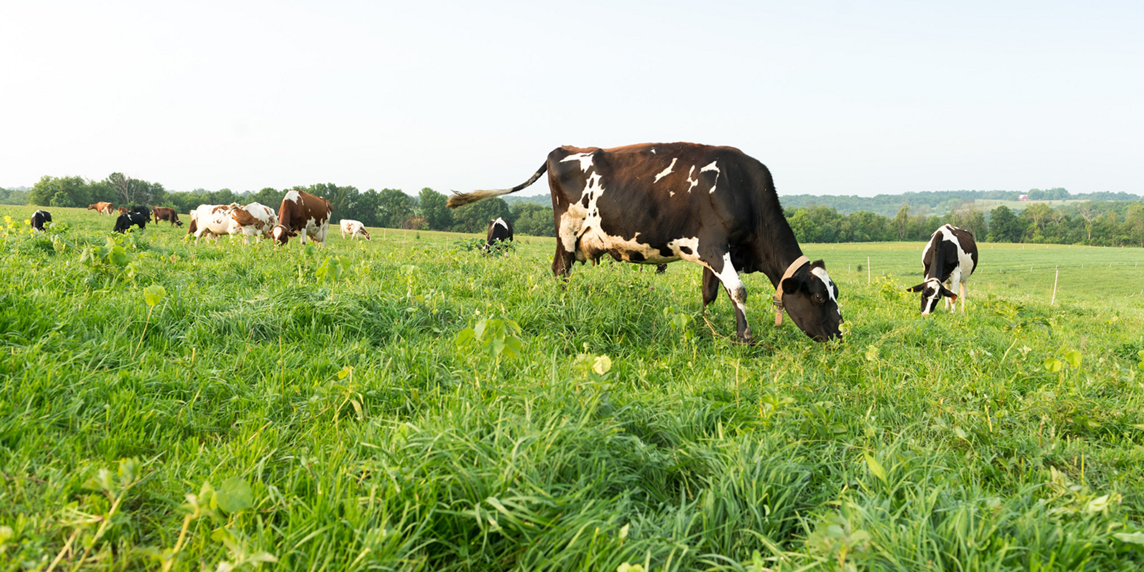 A herd of cows graze green pastures on a ridge top in Wisconsin.