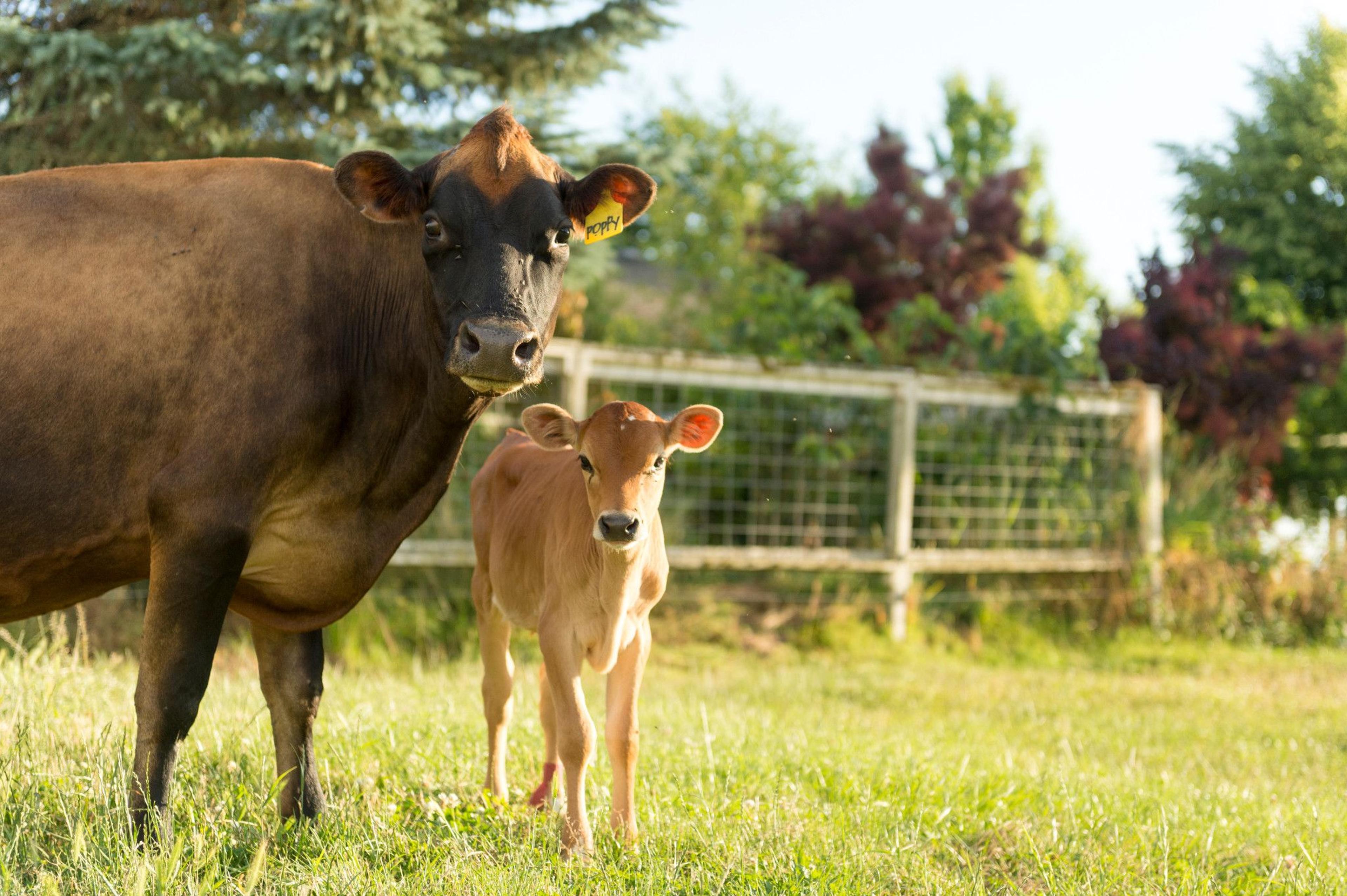 The Bansen farm in Oregon.