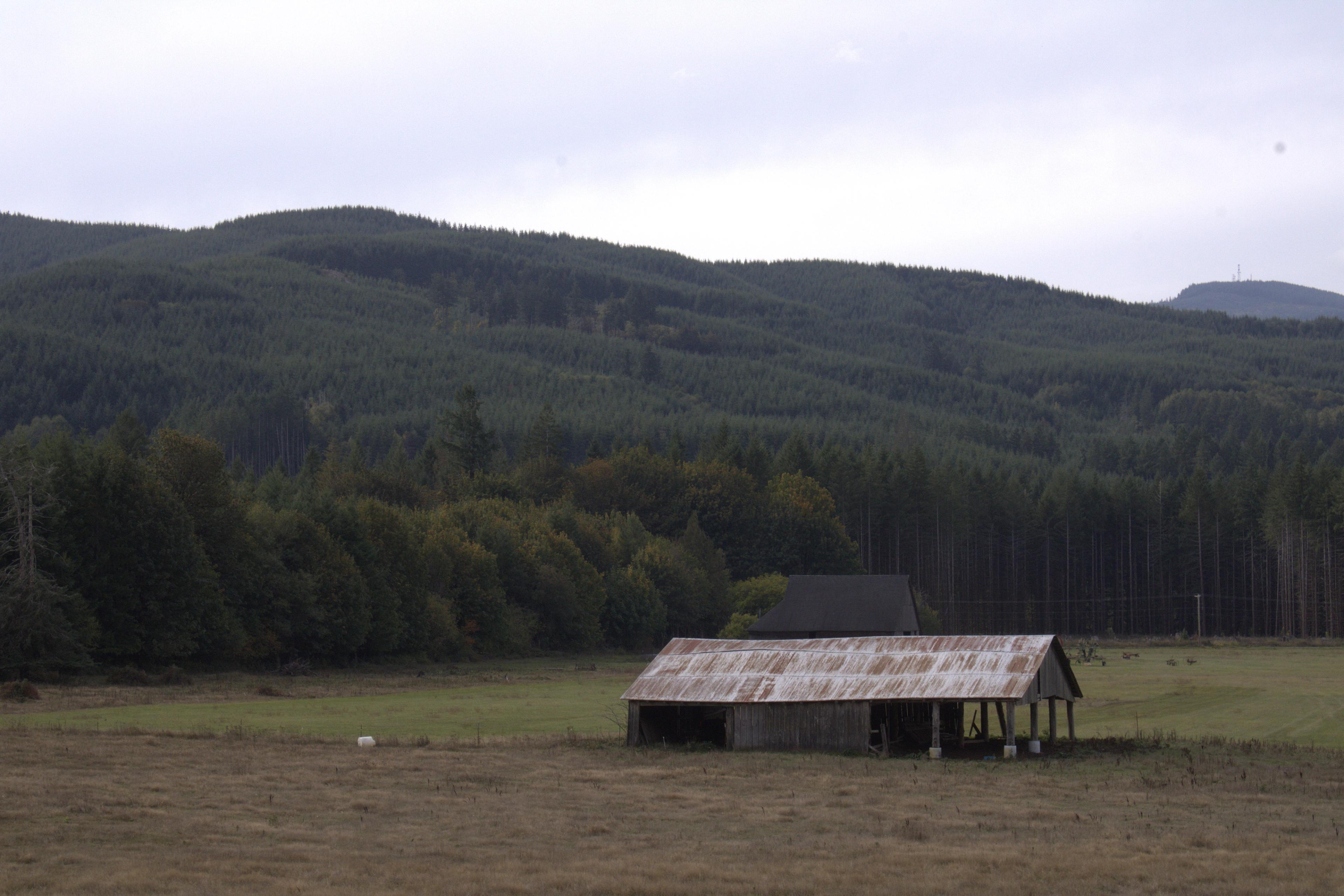An old barn with a tin roof shown in a field with a hilly forest of spruce and pine trees in the background.