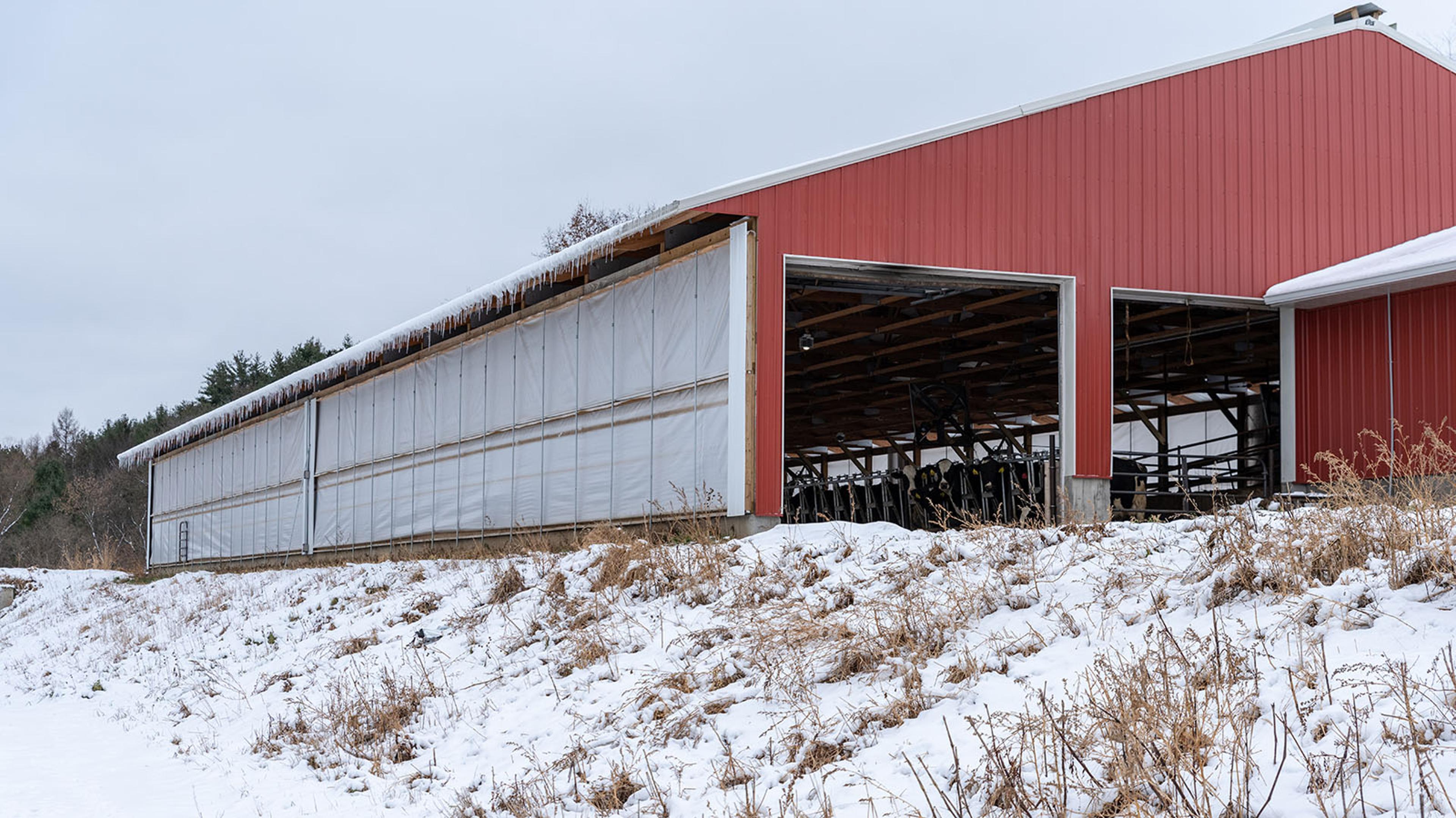 Modern red metal freestall barn with soft sides and icicles dripping from the eaves.