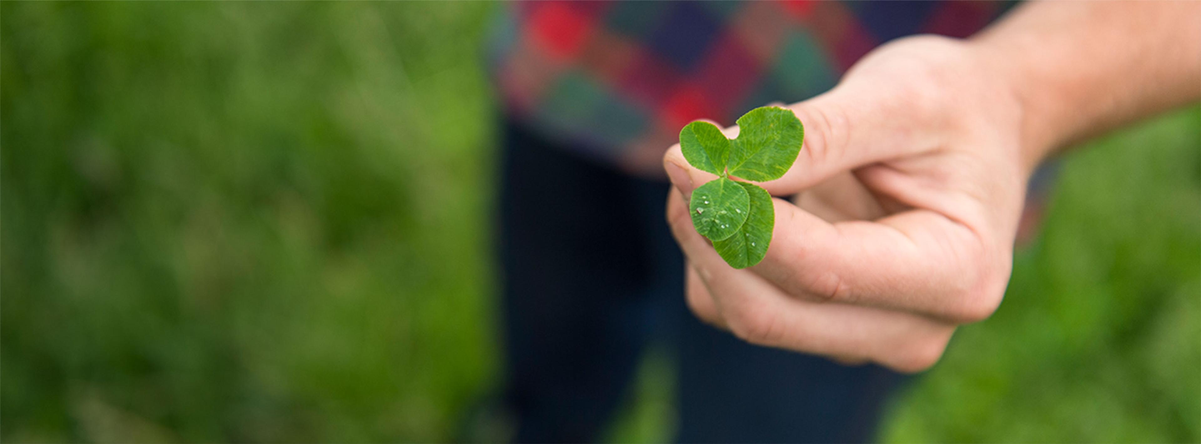 Hand holding a 4 leaf clover