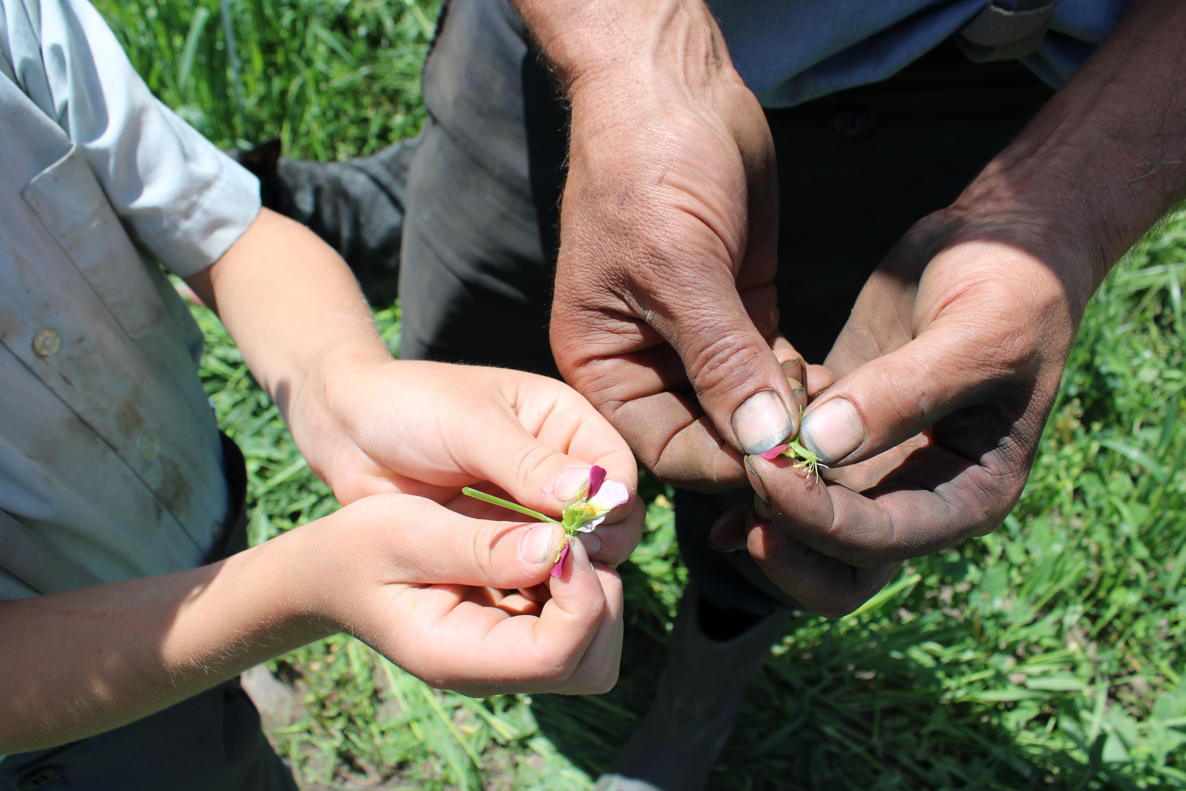 A closeup of a boy and his dad’s hand holding pea blossoms.