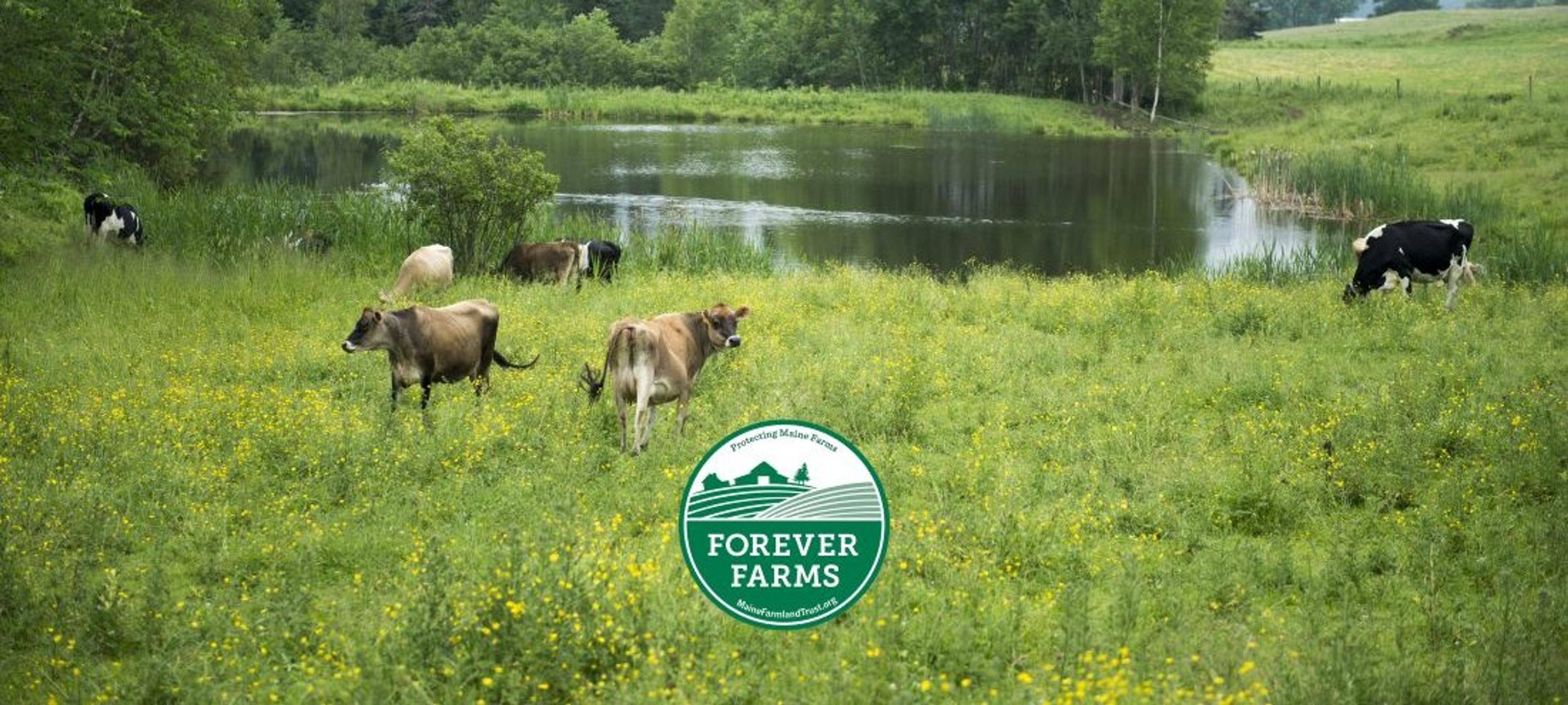 Cows on pasture with a pond nearby and the green and white 'Forever Farms' logo pasted on top of the image.