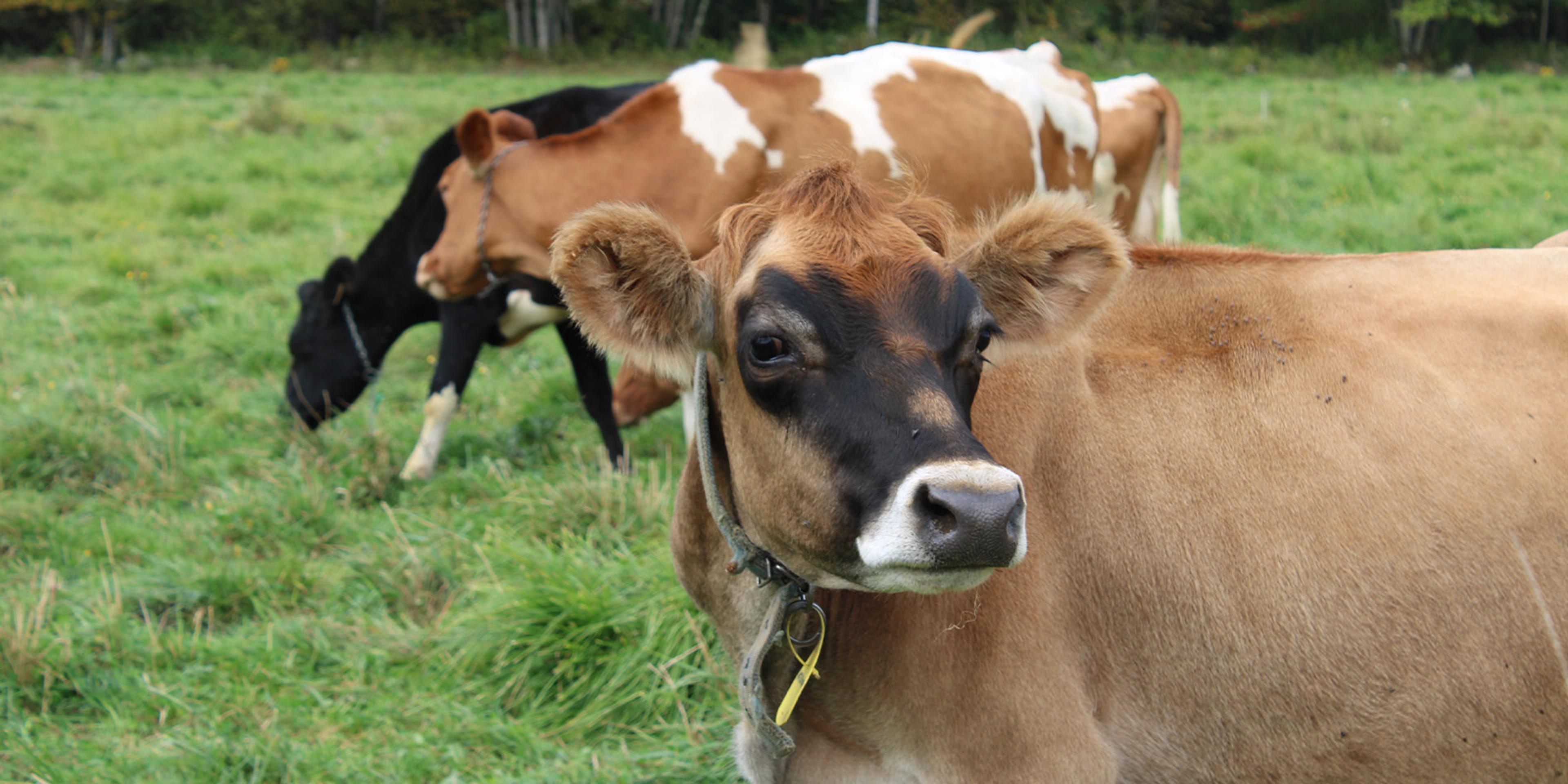 Cows on pasture in Maine.