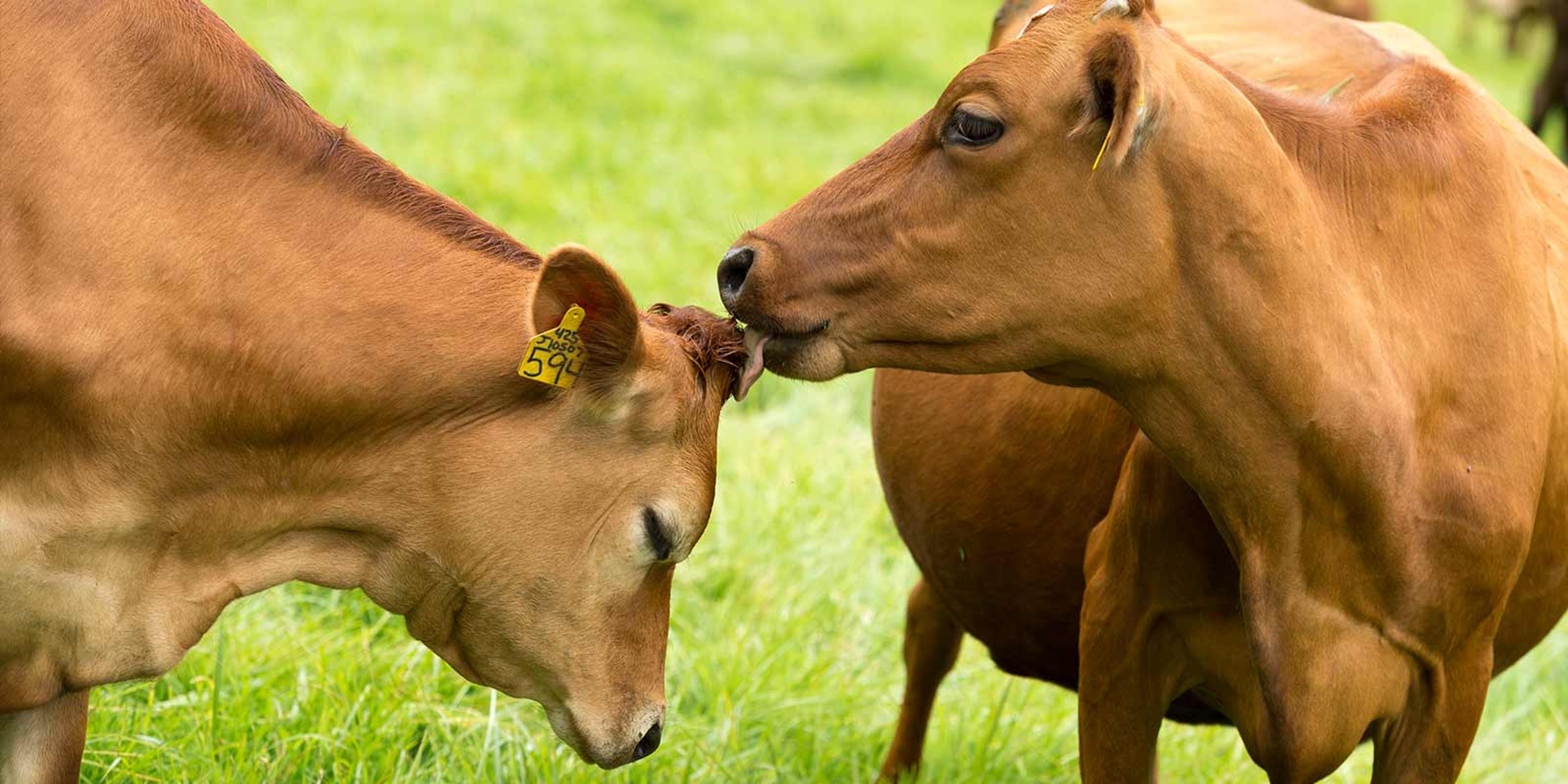 Out in a pasture, one tan cow licks the head of another cow and the second cow closes its eyes.