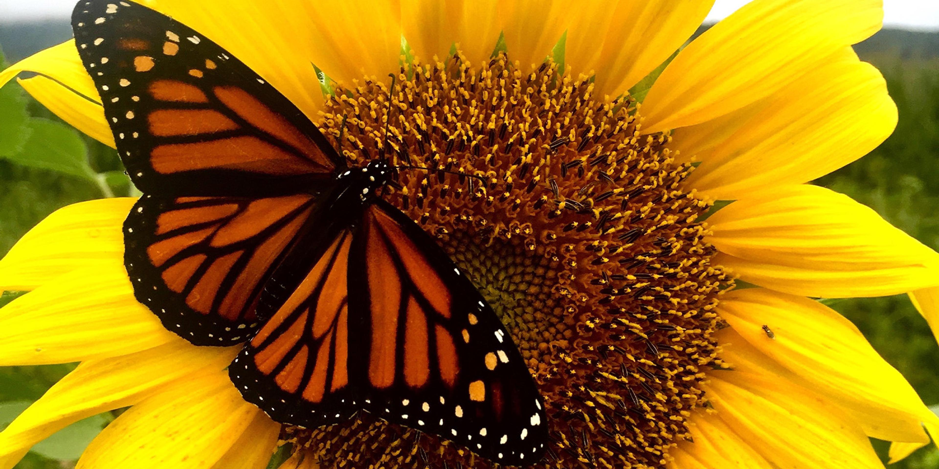 A monarch butterfly sits on a sunflower.