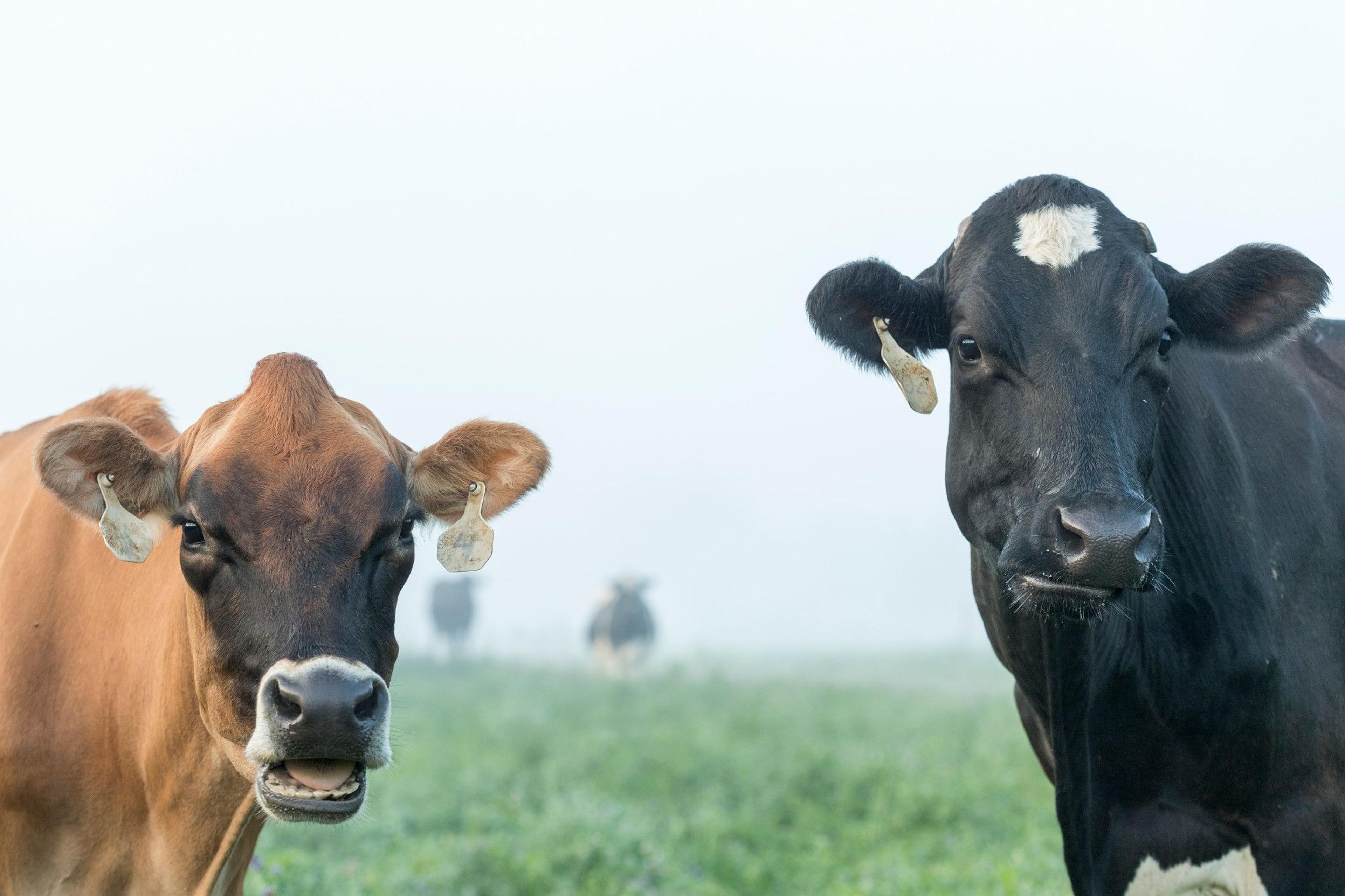 Cows at the Baese family farm in Michigan.