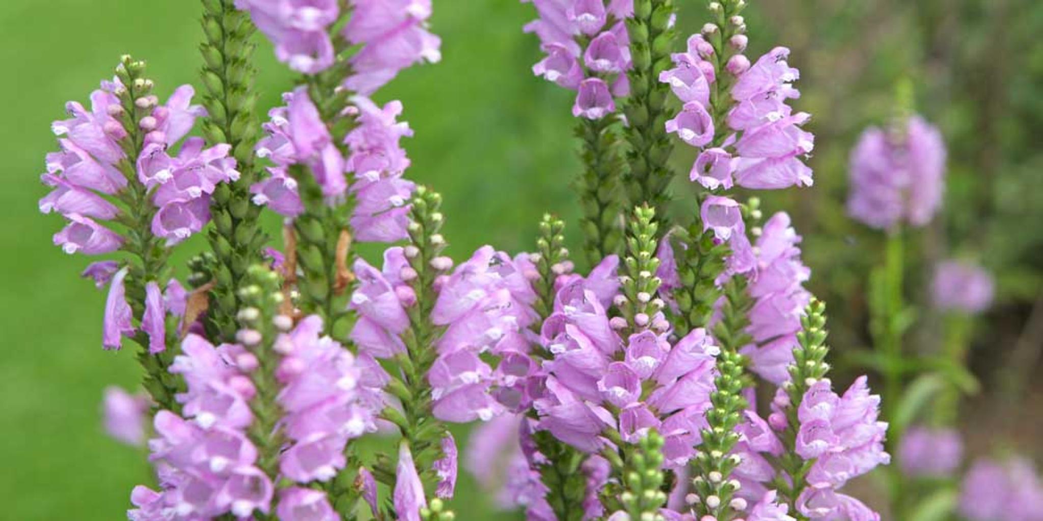 Close view of obedient plants