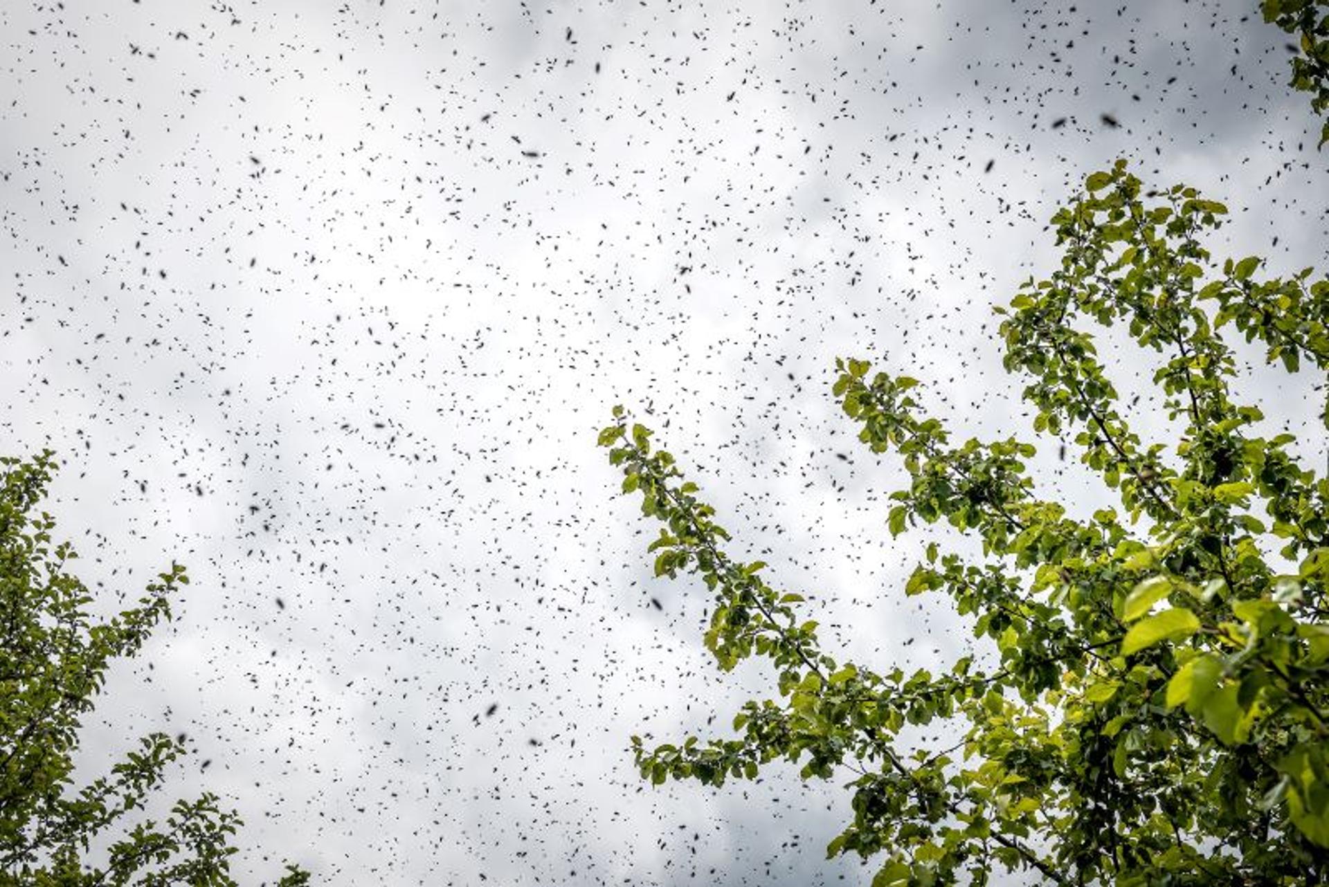 Thousands of bees flying around a tree.