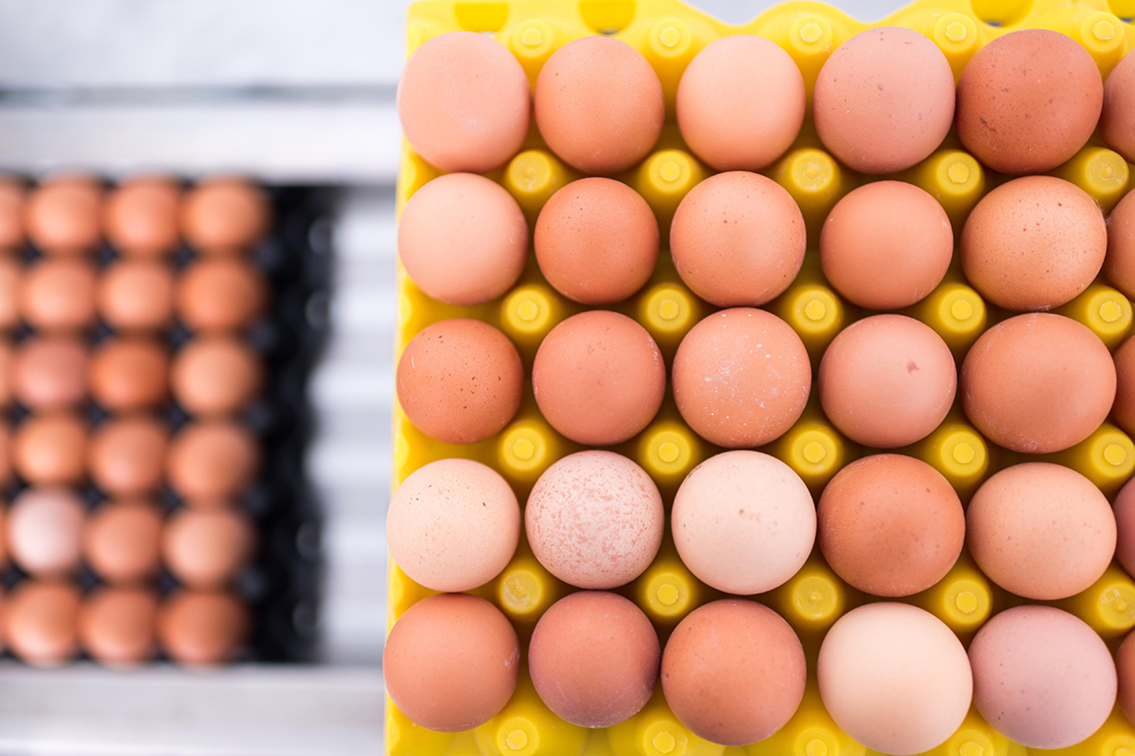 Rootstock, What Do Cage-Free, Free-Range and Pasture-Raised Eggs Mean?