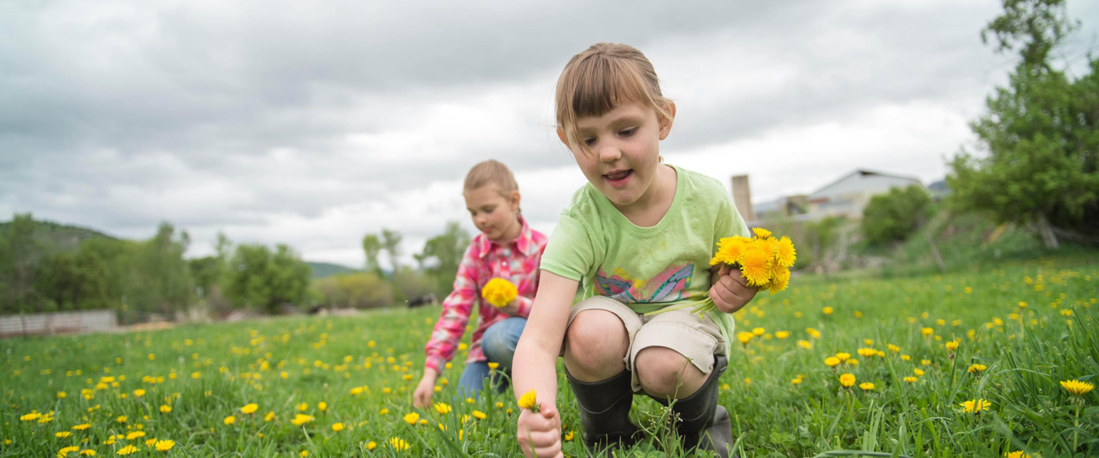 Girls pick dandelions at the Knapp farm in Idaho.