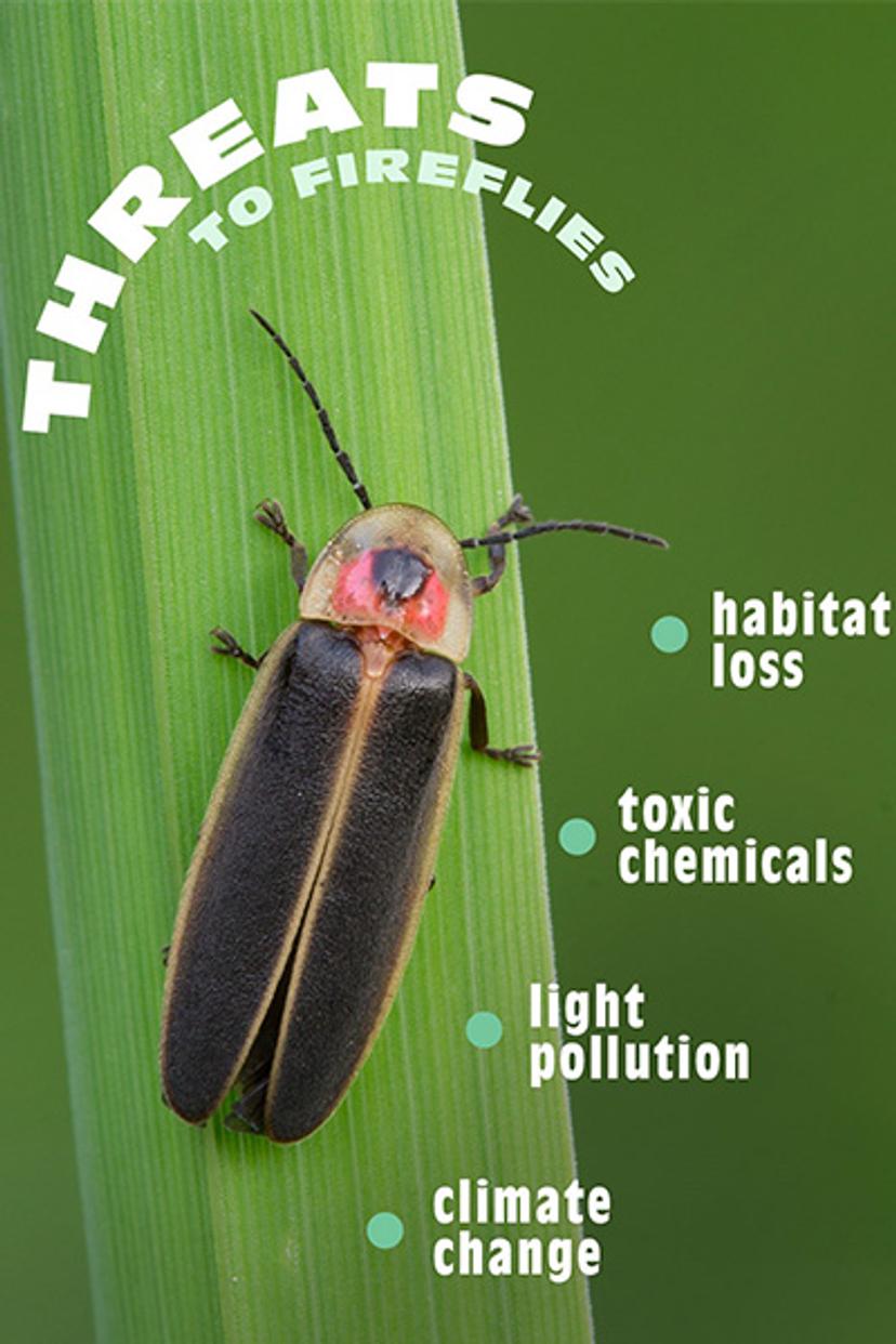 A firefly on a blade of grass. Threats to Fireflies: habitat loss, toxic chemicals, light pollution, climate change