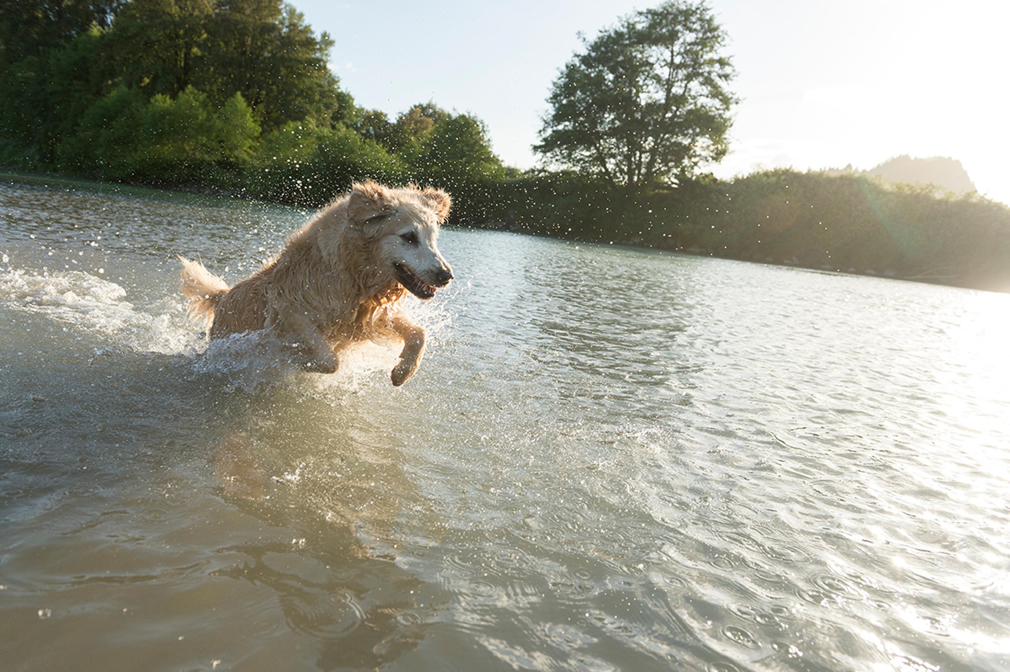 An action shot of a golden retriever leaping out of the water at sunset with droplets of water in the air.