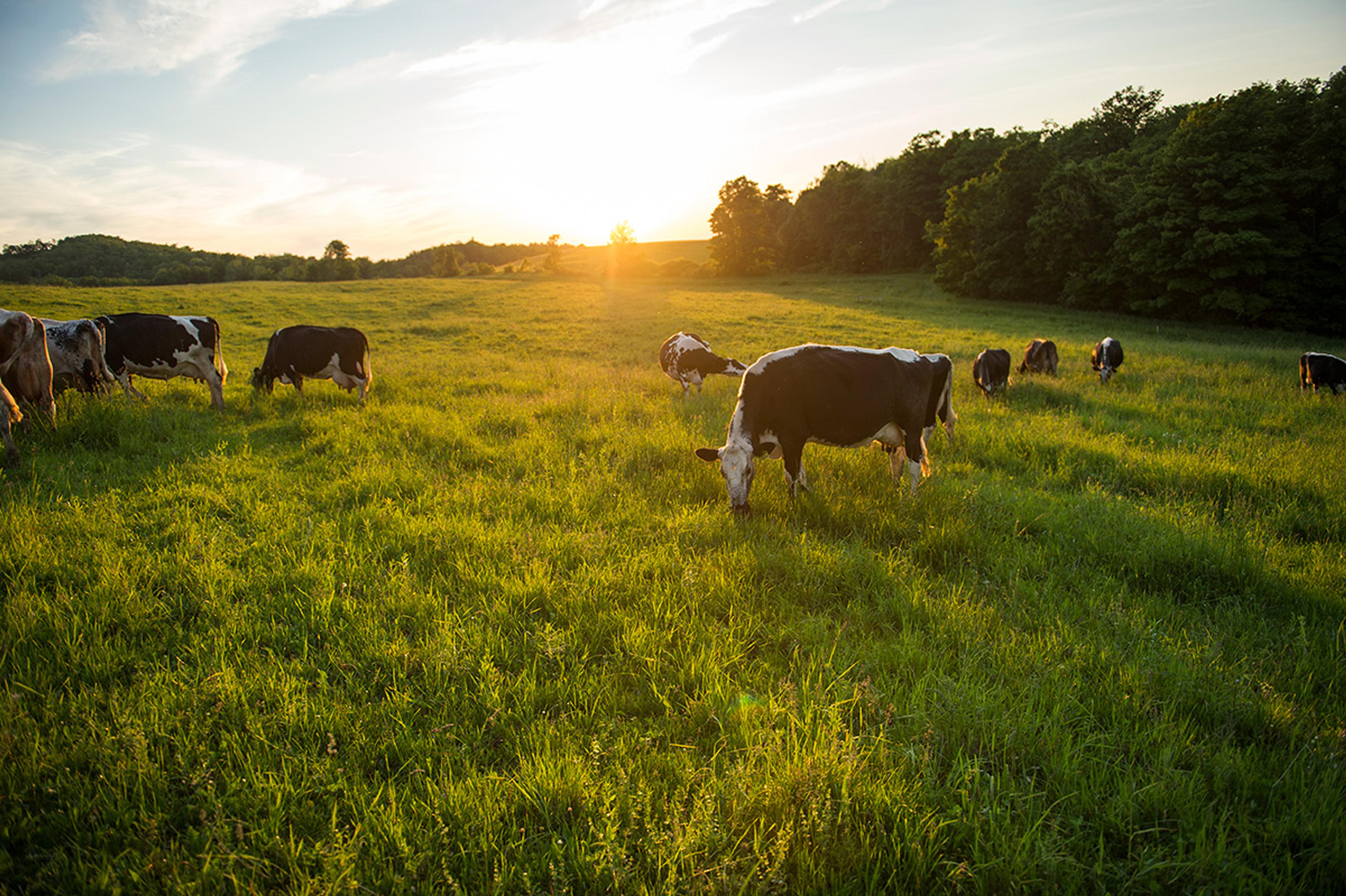 Cows grazing in a pasture at dusk.