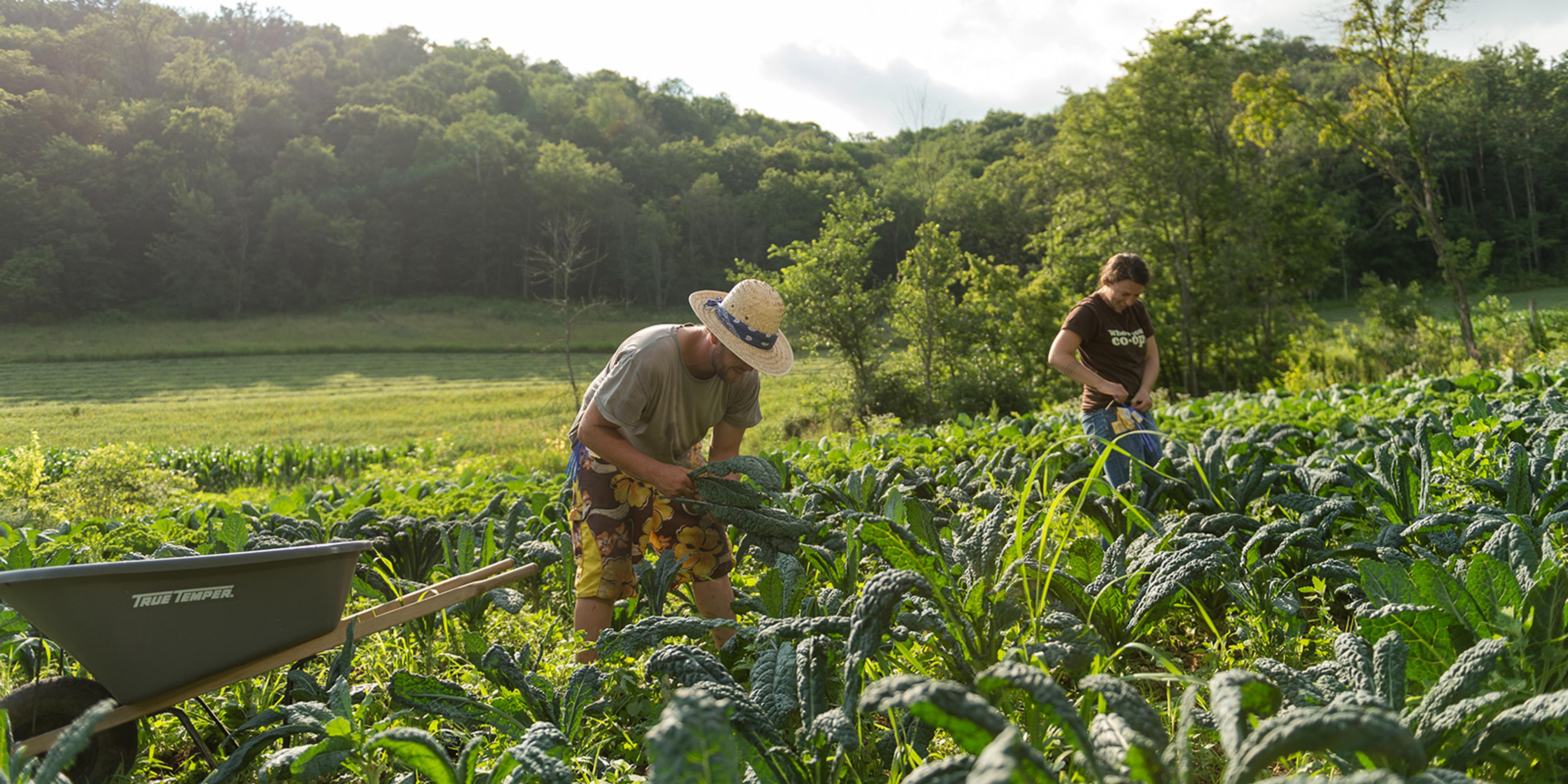 Harvesting field of produce.