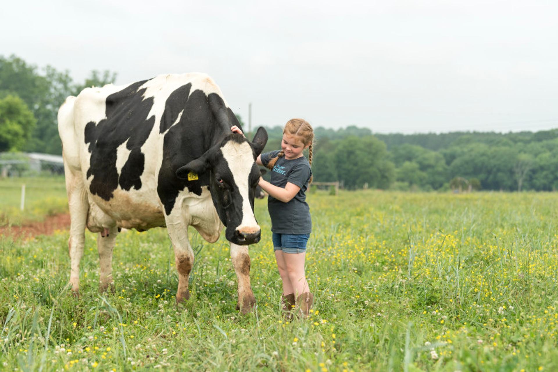 A girls pets a cow at the Hoffner's organic farm in North Carolina.