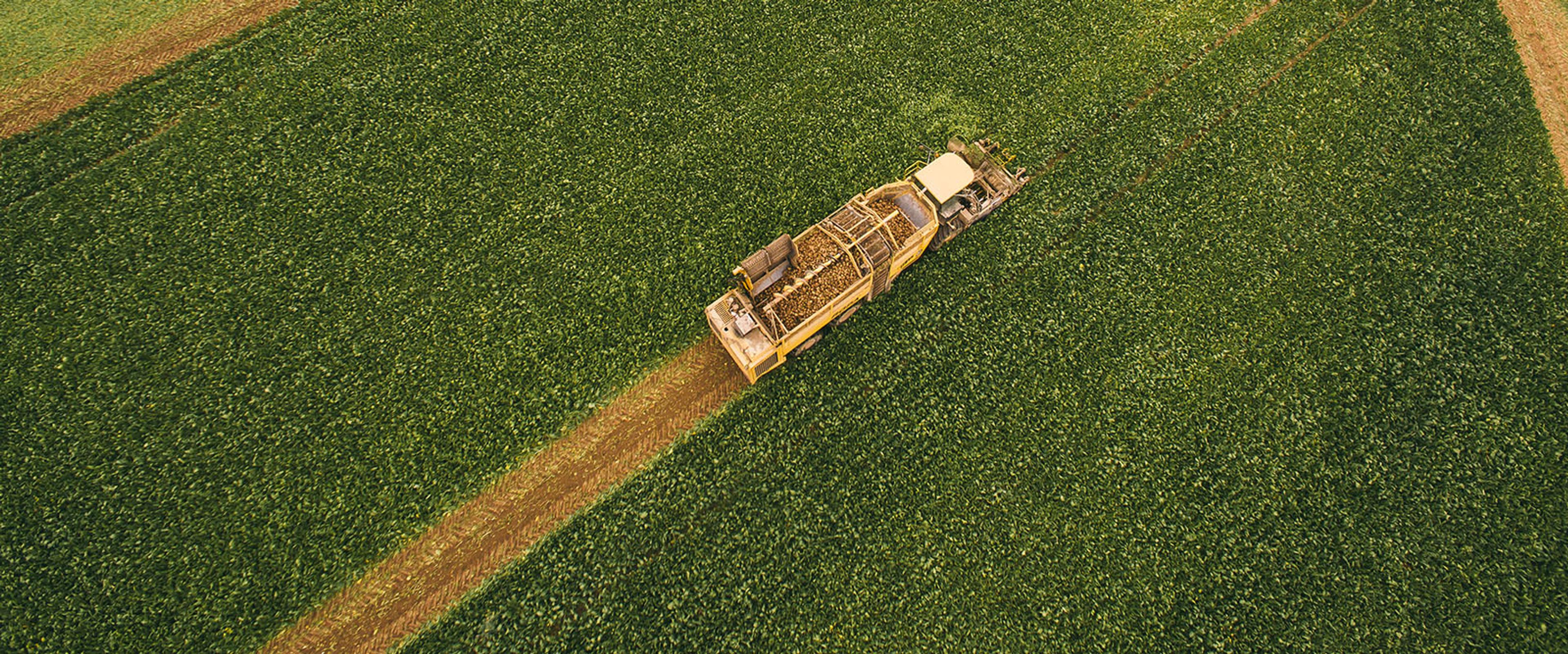 A tractor harvests beets.
