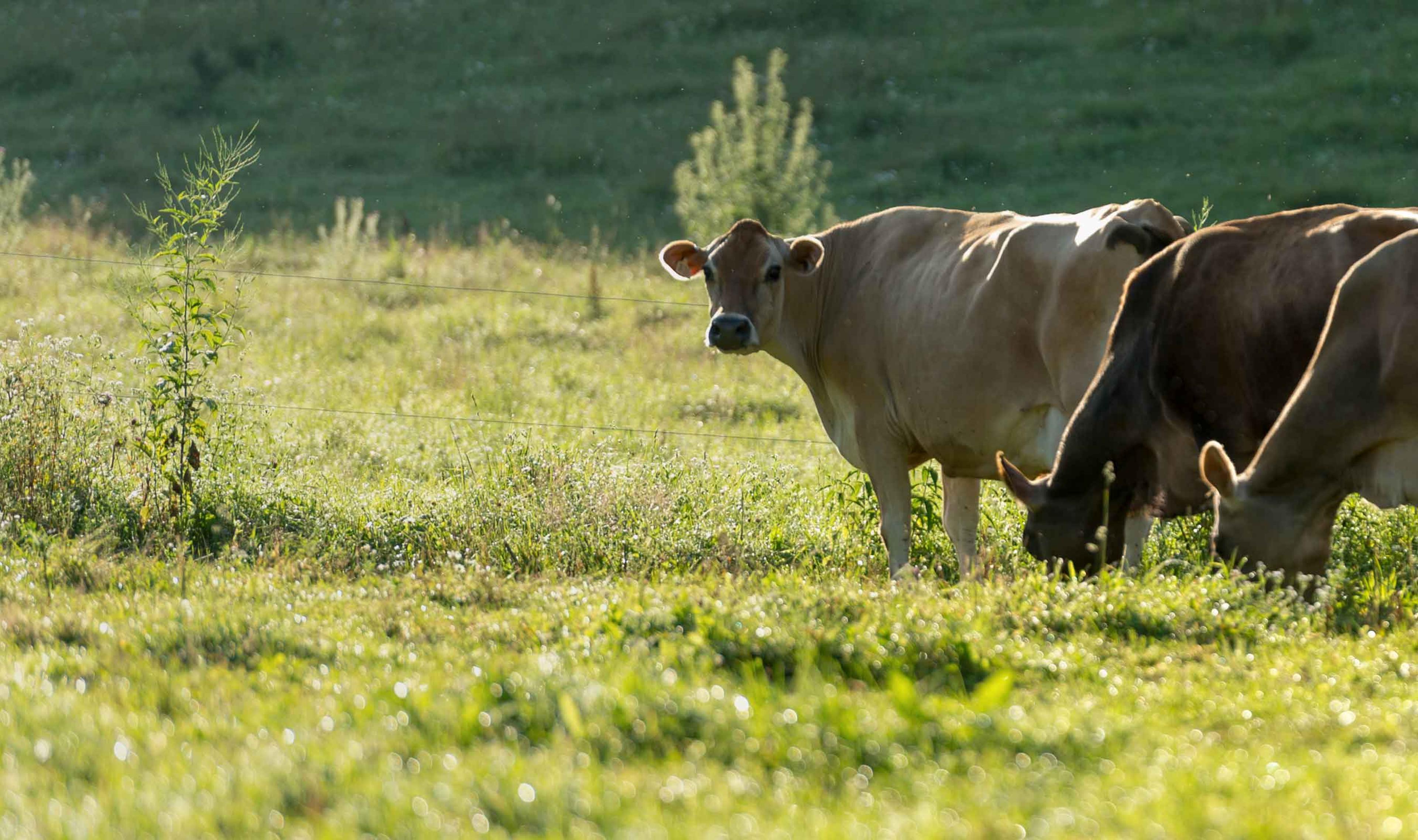 Cows grazing on an Organic Valley family farm