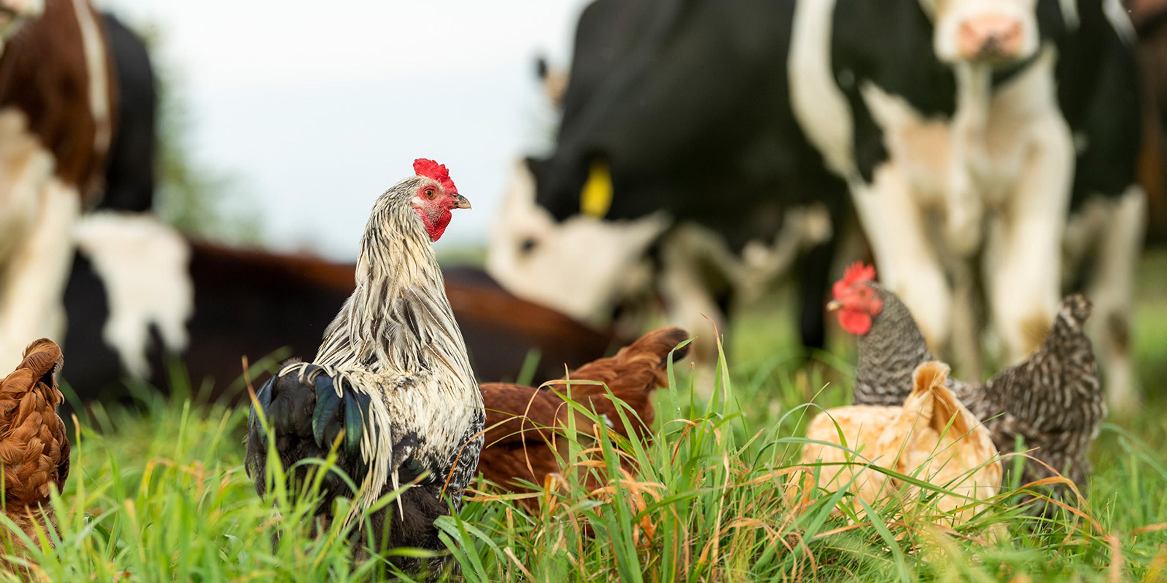 Chickens head out to fresh pasture.