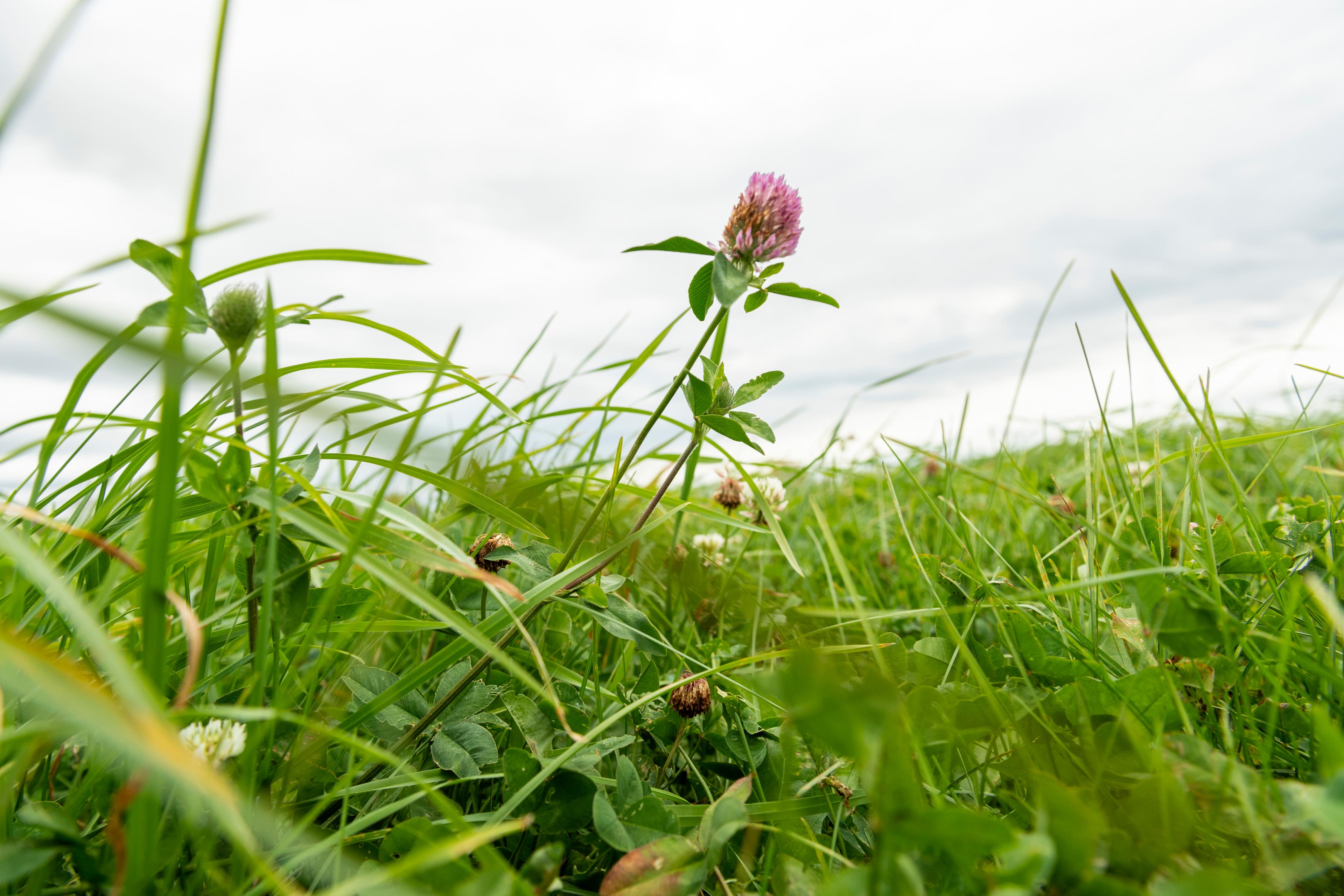 Clover is common in organic pasture.