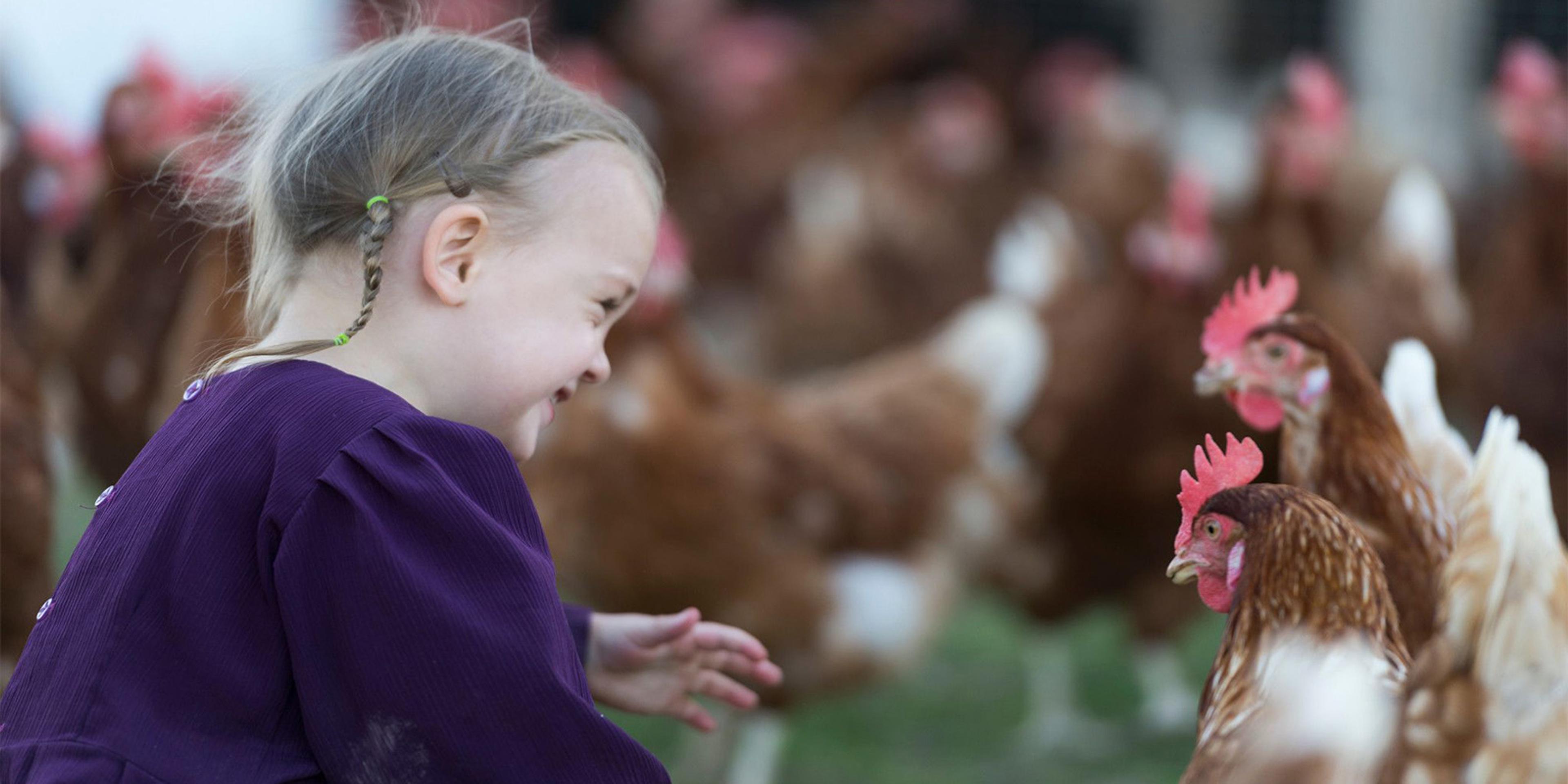 A girl gets close to curious chickens at the Glick organic egg farm in Pennsylvania.