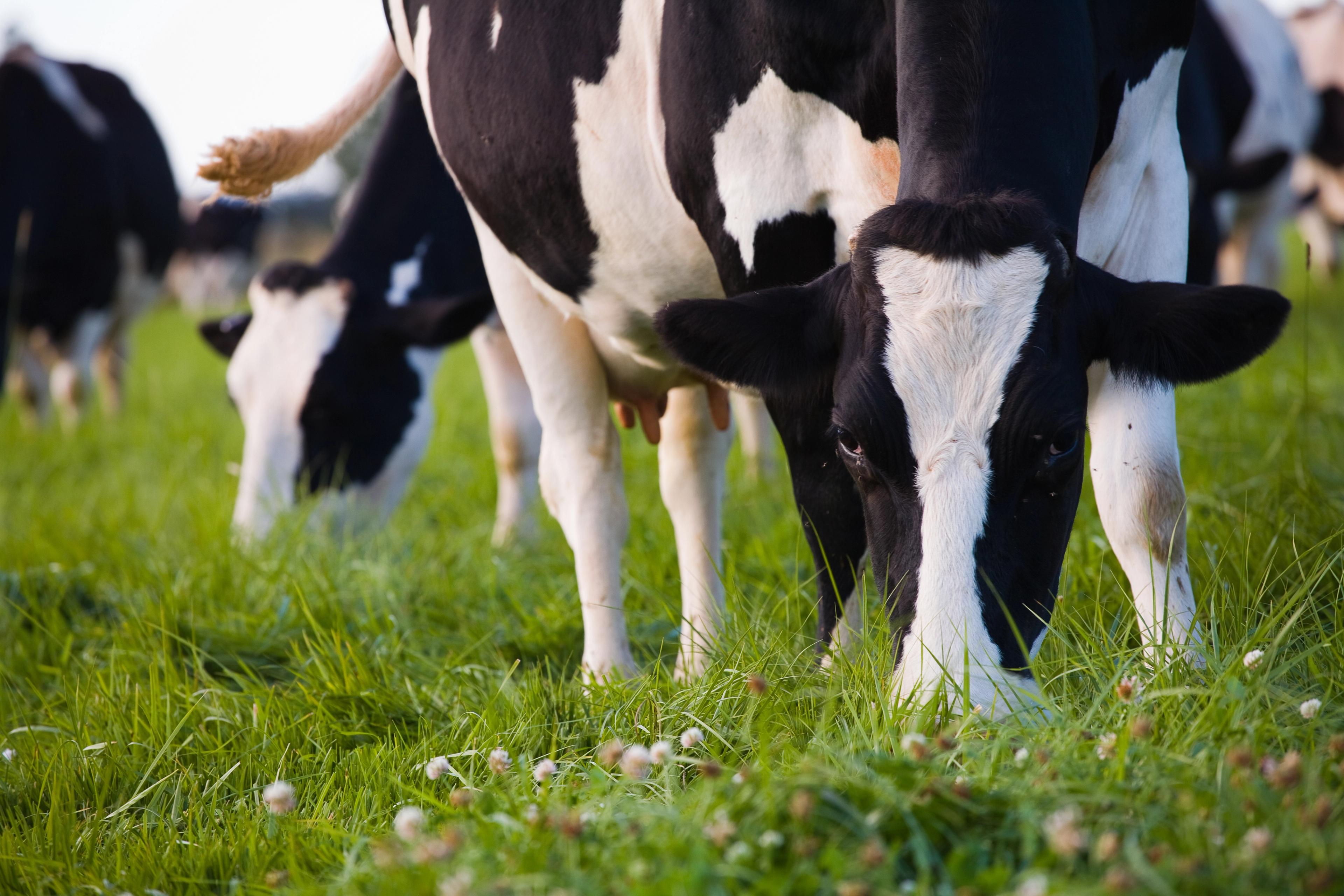 Holstein cows graze on organic grasses and clover on a Washington farm. 
