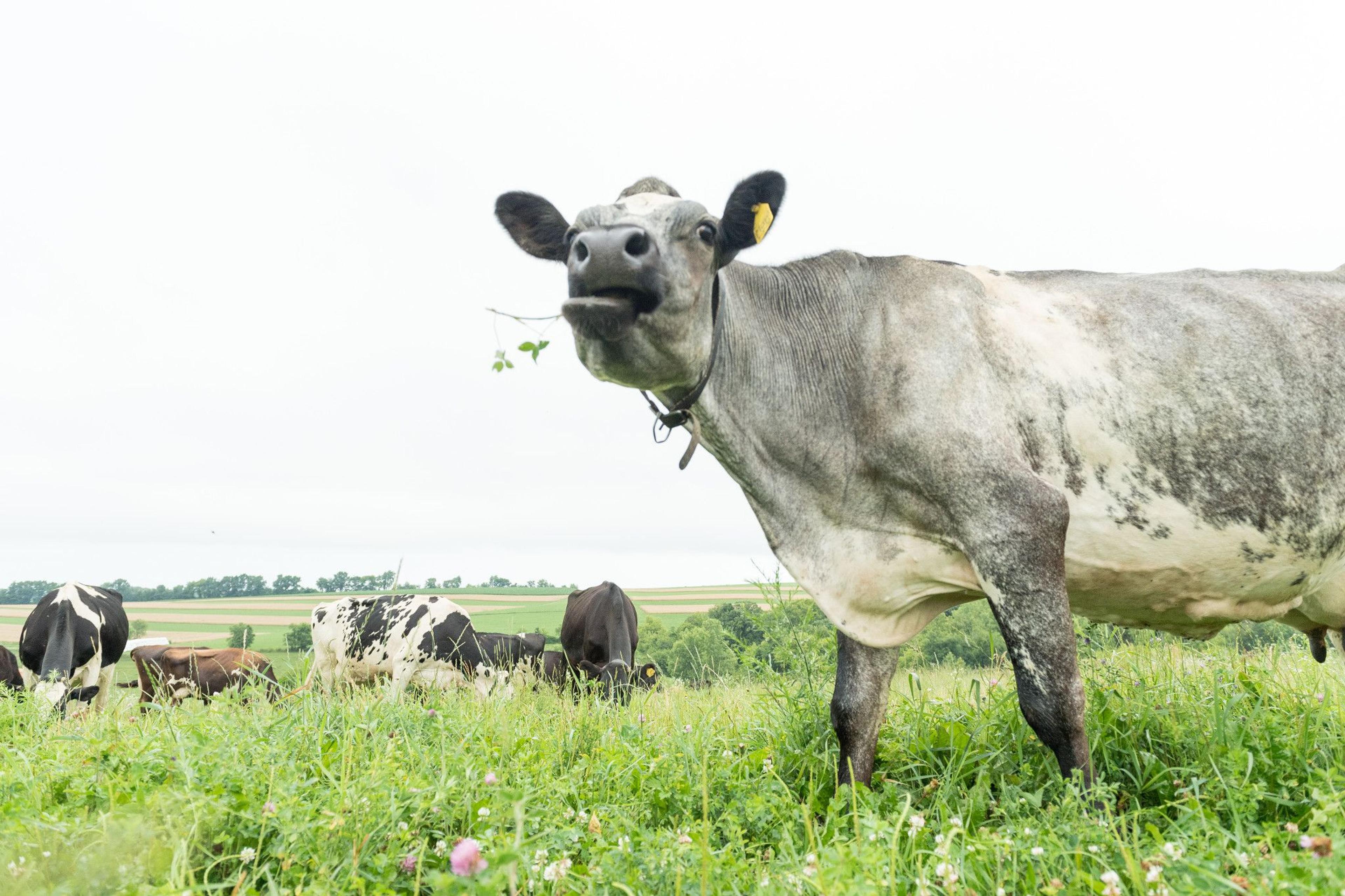 A cow munches on greens at the Placke farm in Wisconsin.