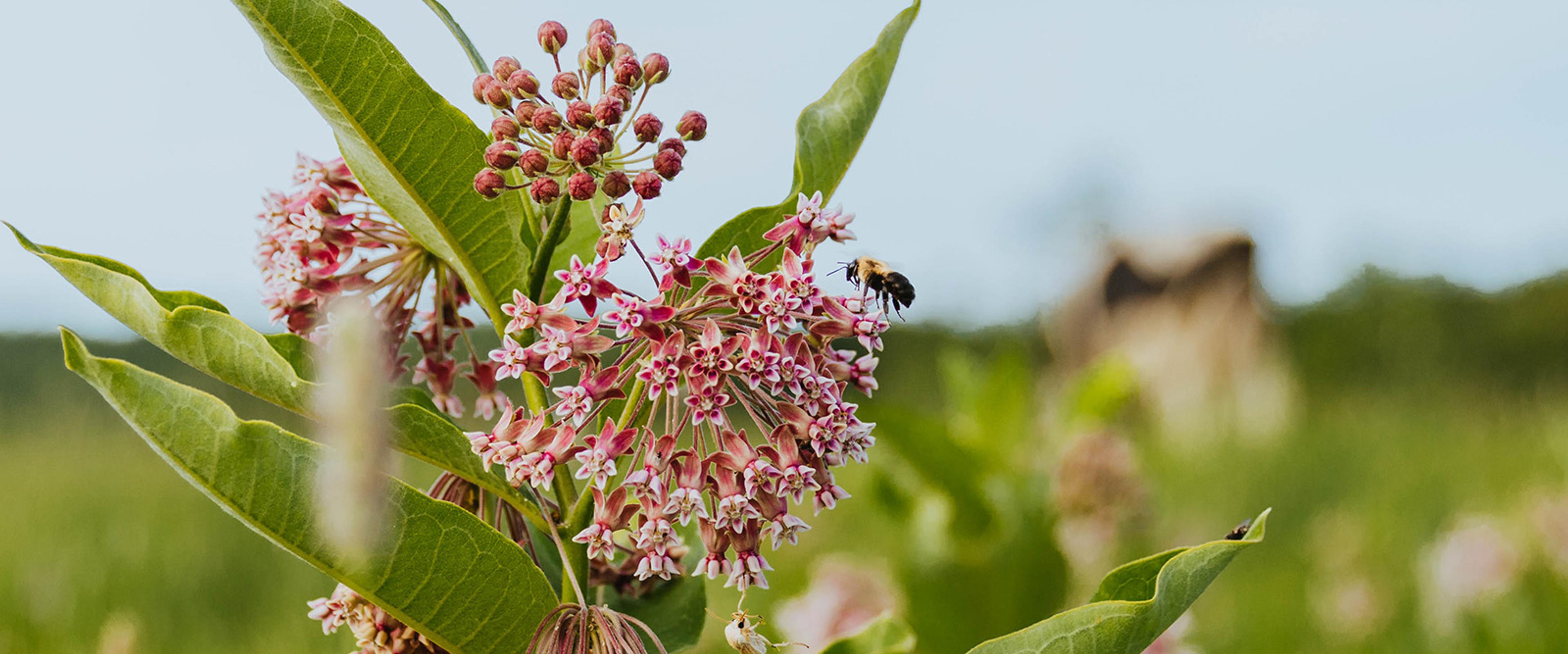 A bee buzzes around milkweed.