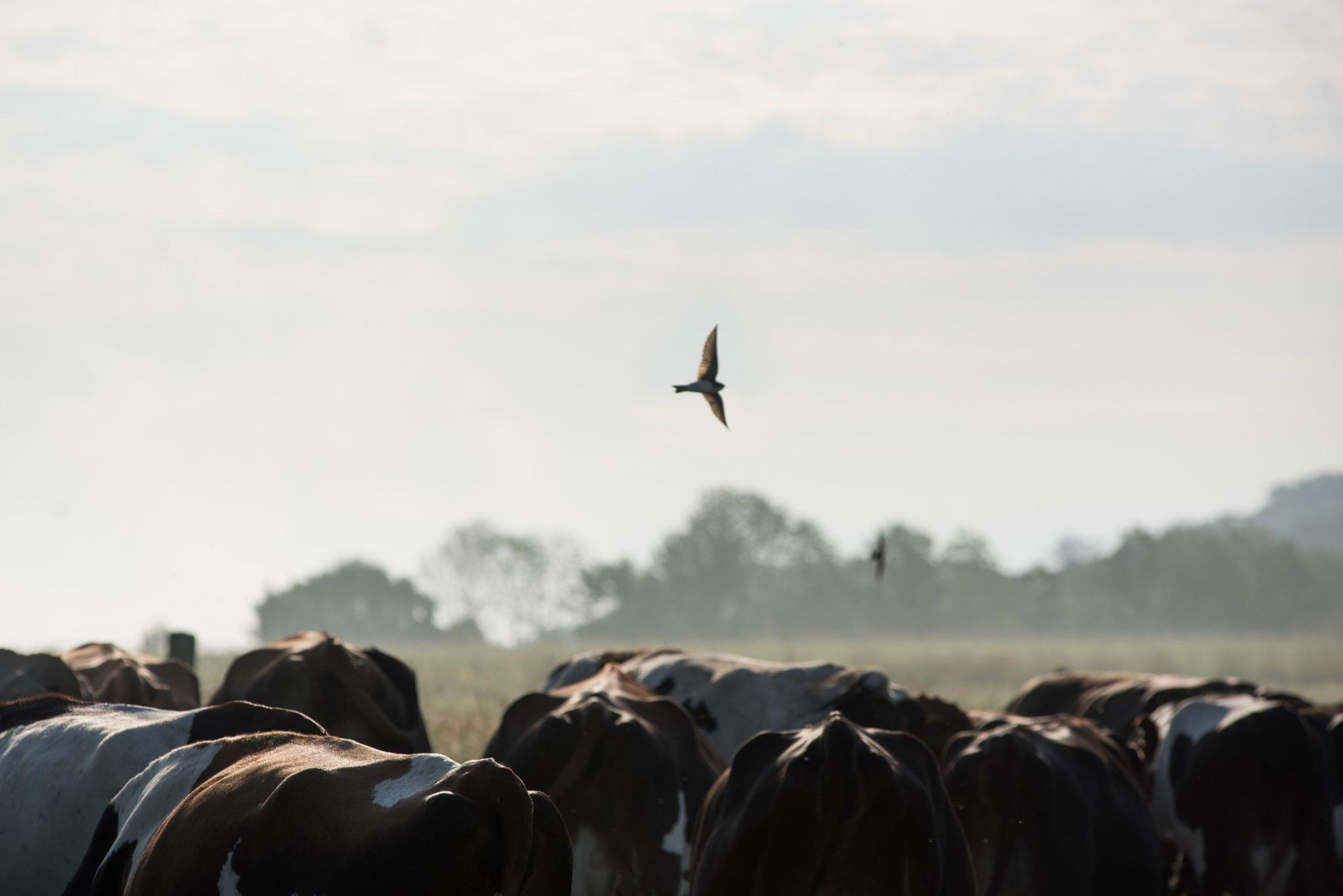 Birds and cows on Jerry Miller’s organic farm.