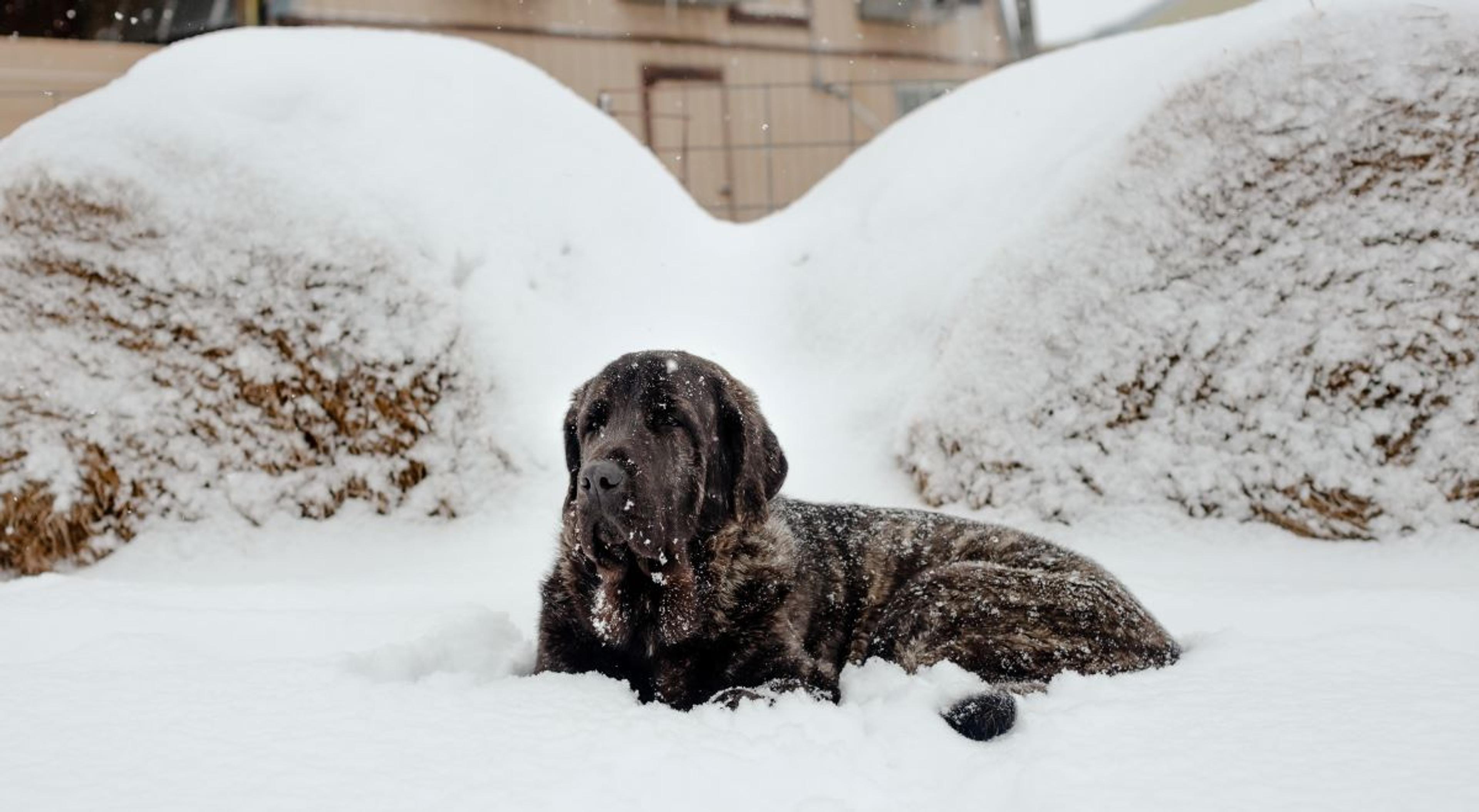 A dog lays in snow.