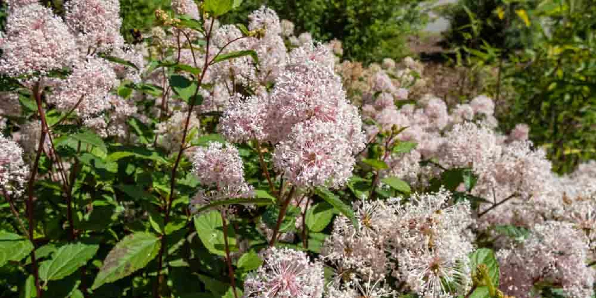 New Jersey tea shrubs on a cloud-free day.
